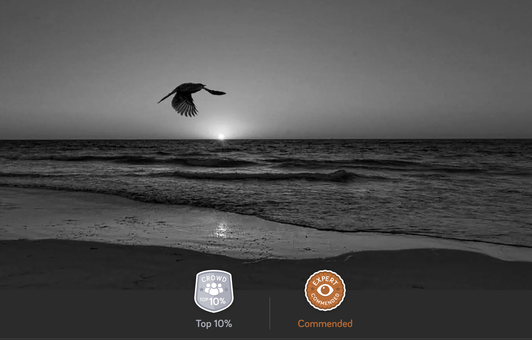Black and white photo of a beach with the sun setting over the horizon and a bird flying above the water.