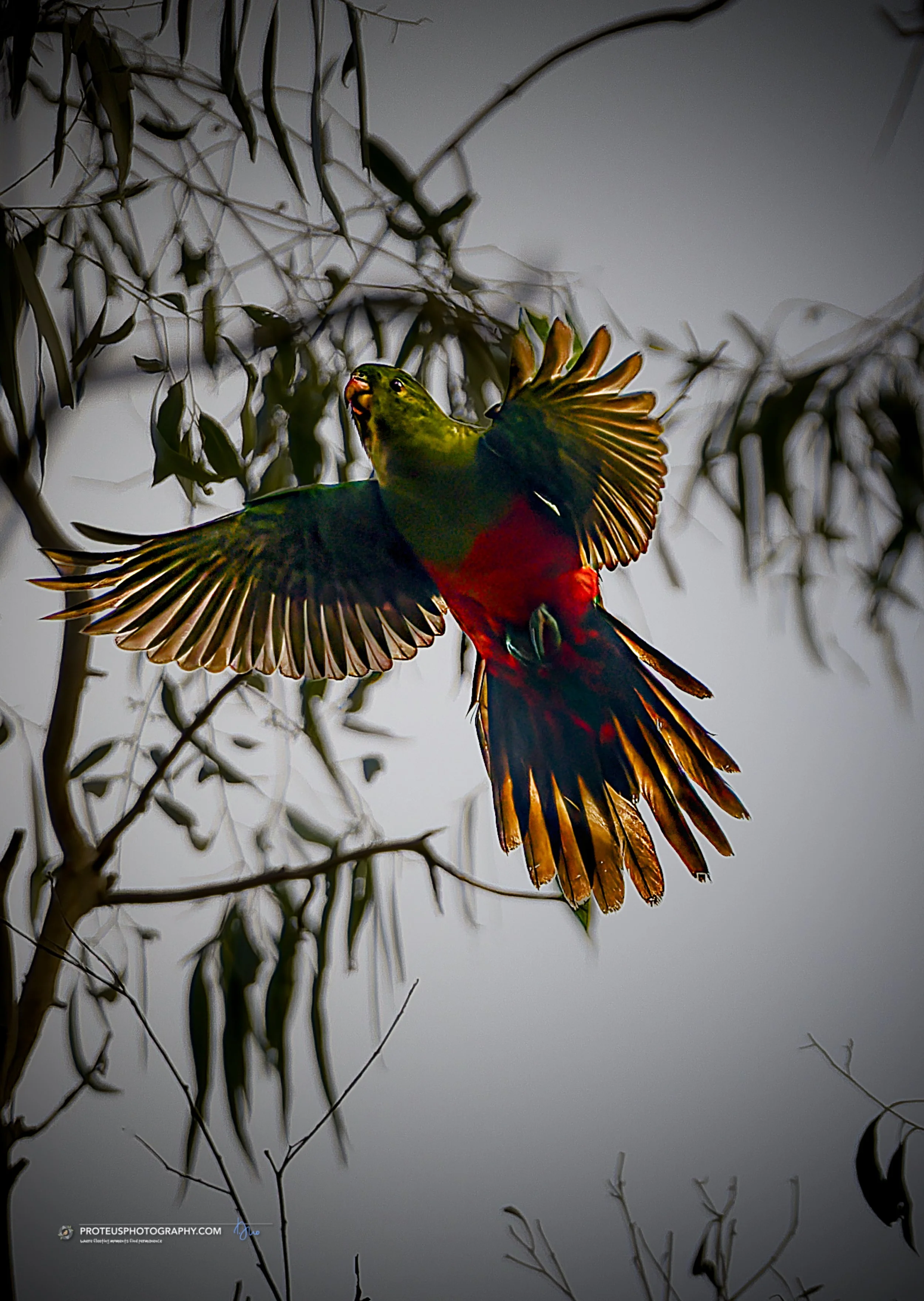 King-Parrot (Alisterus scapularis) 