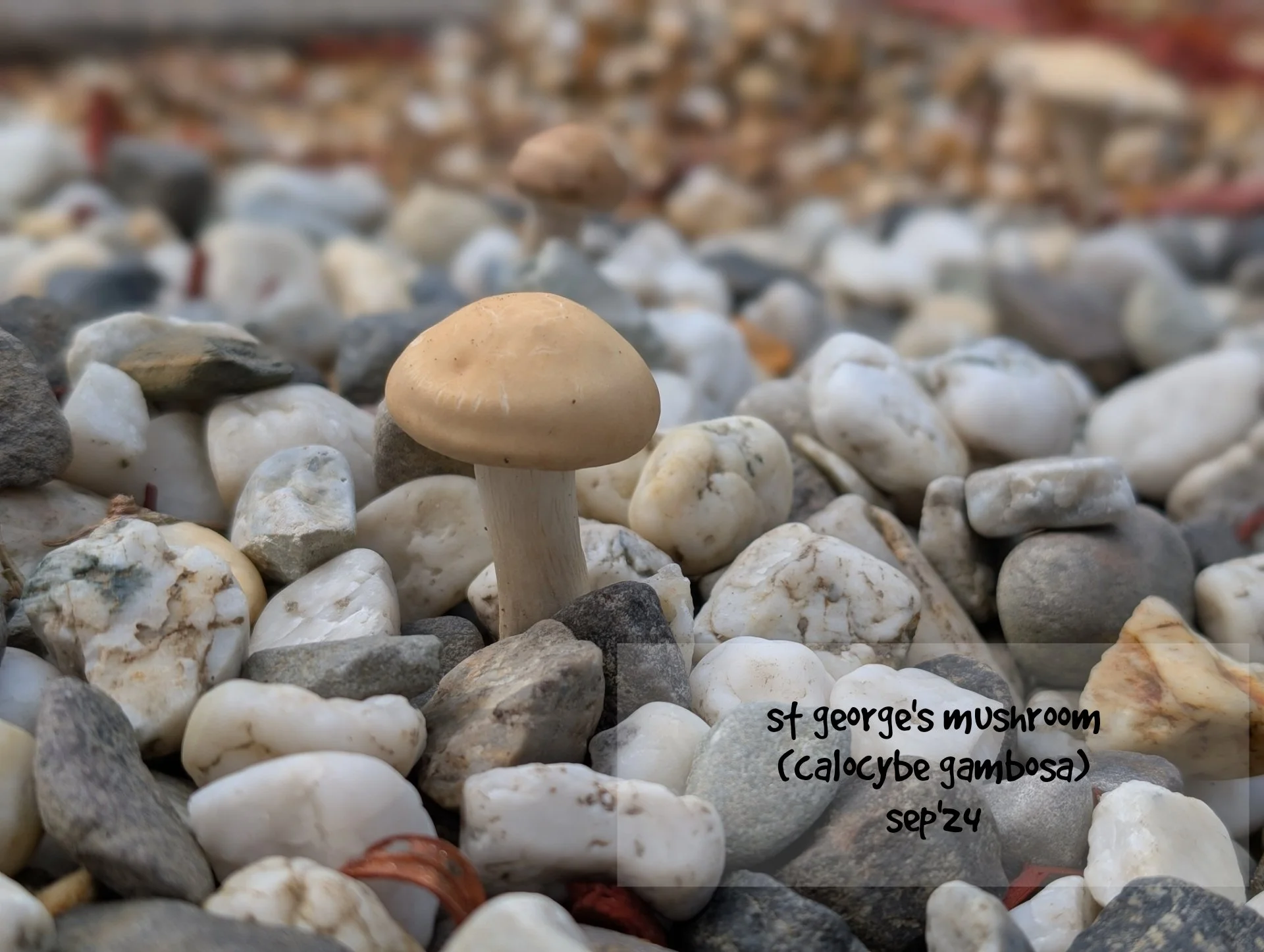  St. George's mushroom (Calocybe gambosa)