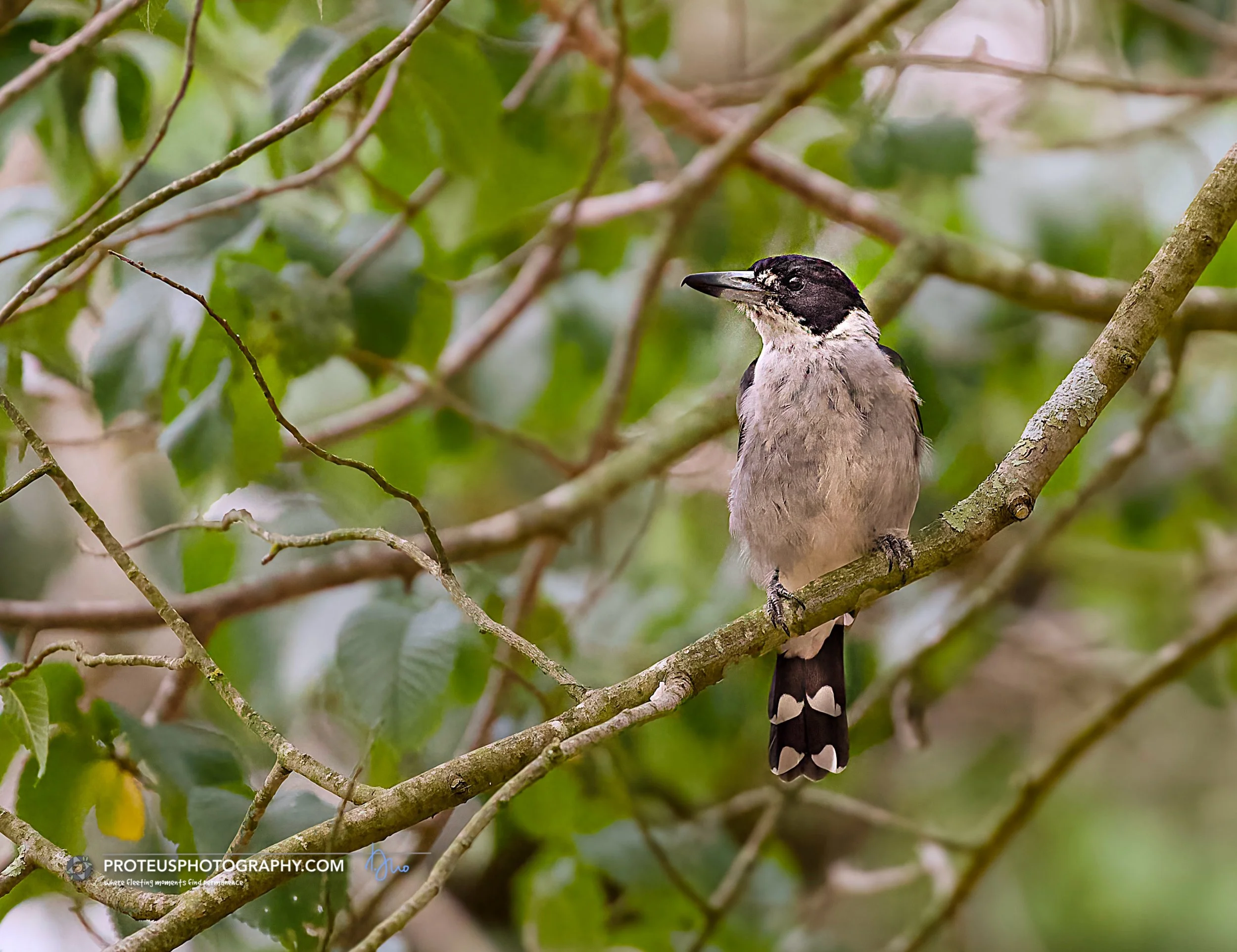 Grey Butcherbird (Cracticus torquatus)
