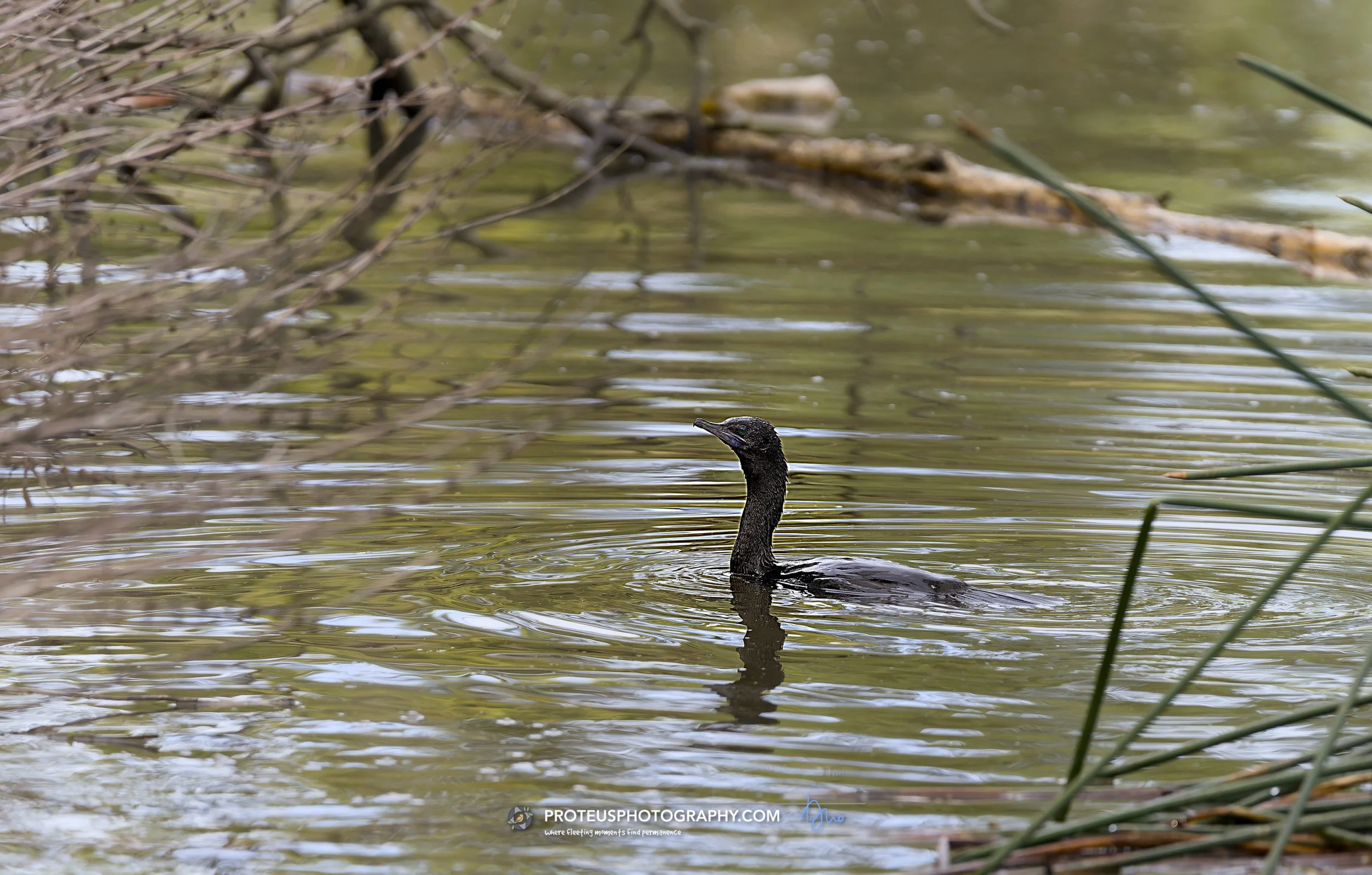  Little Black Cormorant (Phalacrocorax sulcirostris) 