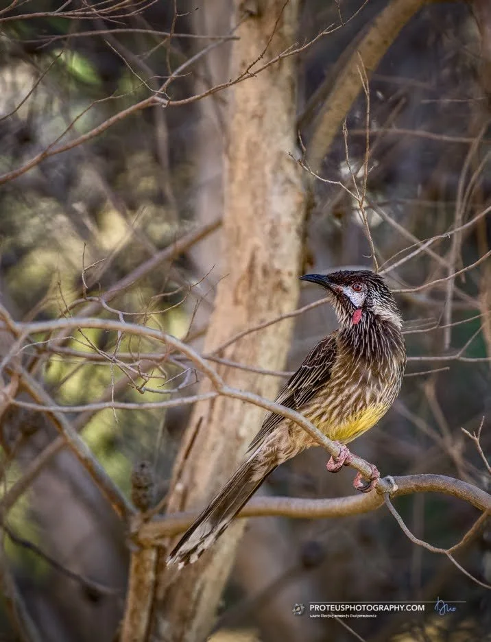 Red Wattlebird (Anthochaera carunculata) perched on a branch