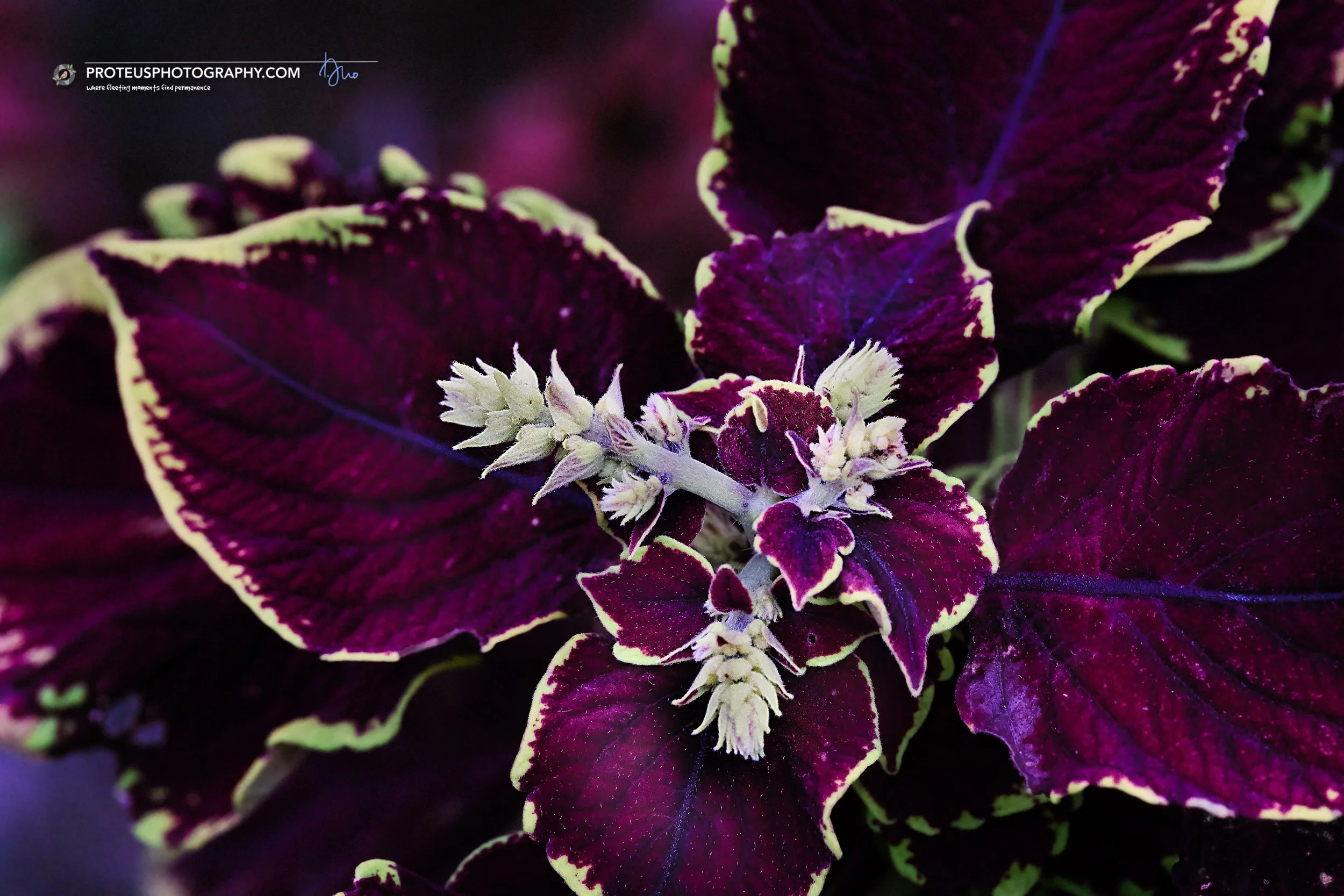 Coleus plant (Plectranthus scutellarioides),