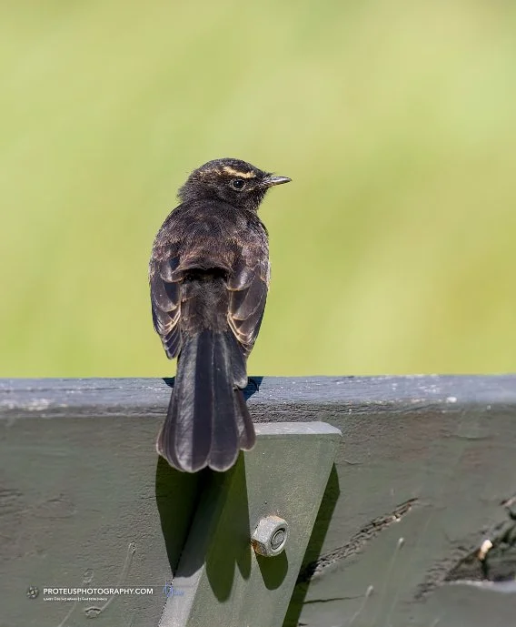 watch my back - Willie wagtail (Rhipidura leucophrys). 