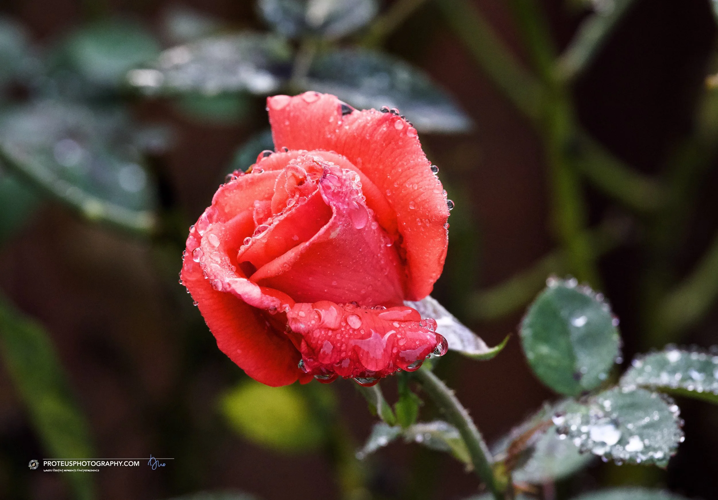 rose with morning dew