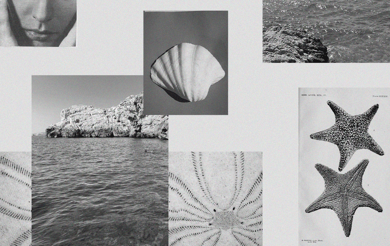 Collage de photographies et illustrations de la mer : un paysage rocheux en mer, des coquillages, des étoiles de mer, et une texture de sable.