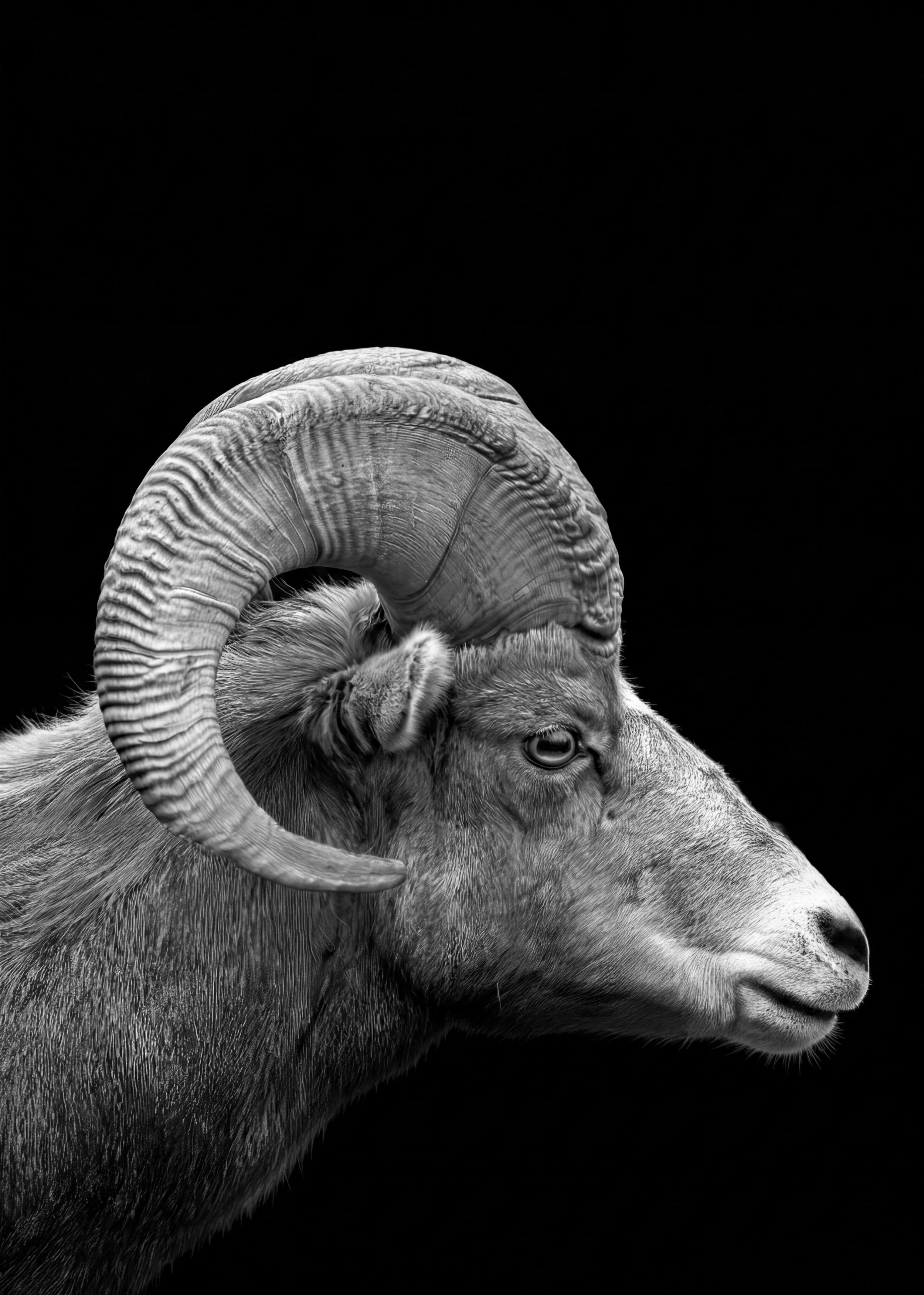 ram.jpg
