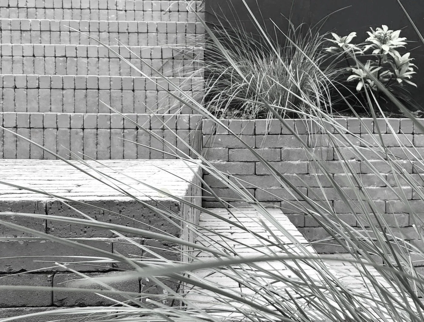 Black and white photo of outdoor brick stairs with plants growing on and next to the steps.