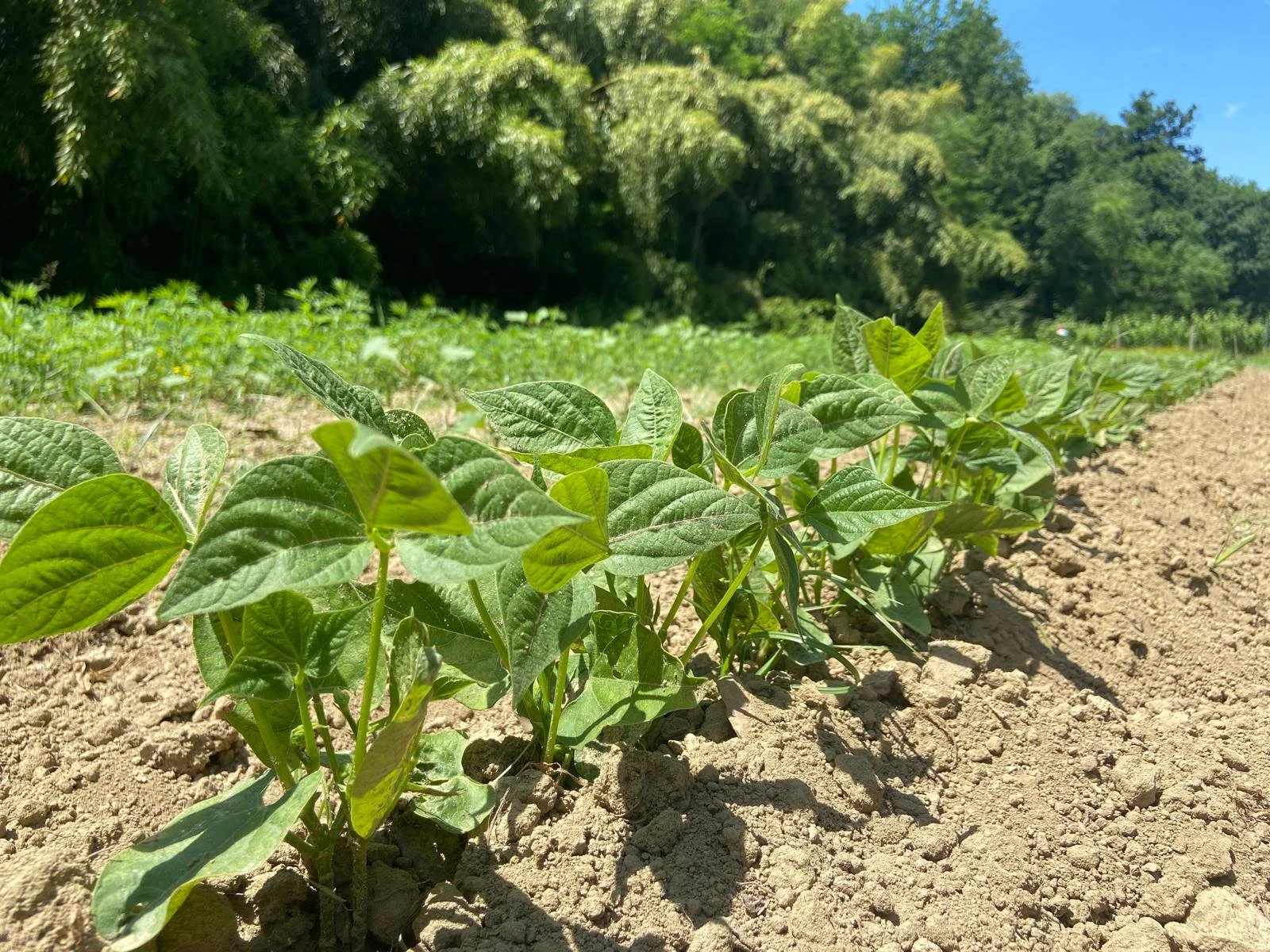 WhatsApp Image 2025-05-30 at 15.05.21_04a92c11.jpg