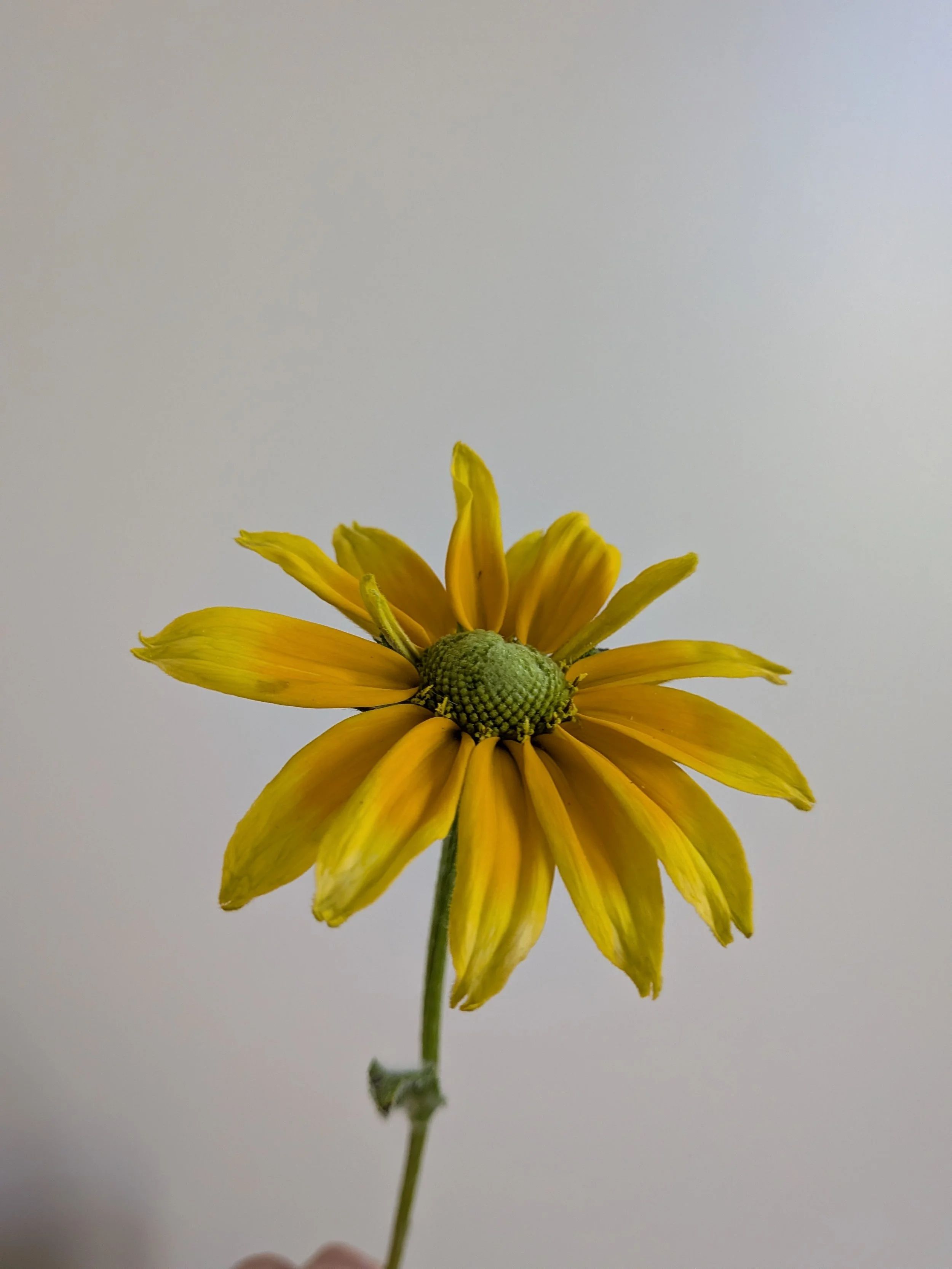 annual rudbeckia.jpg