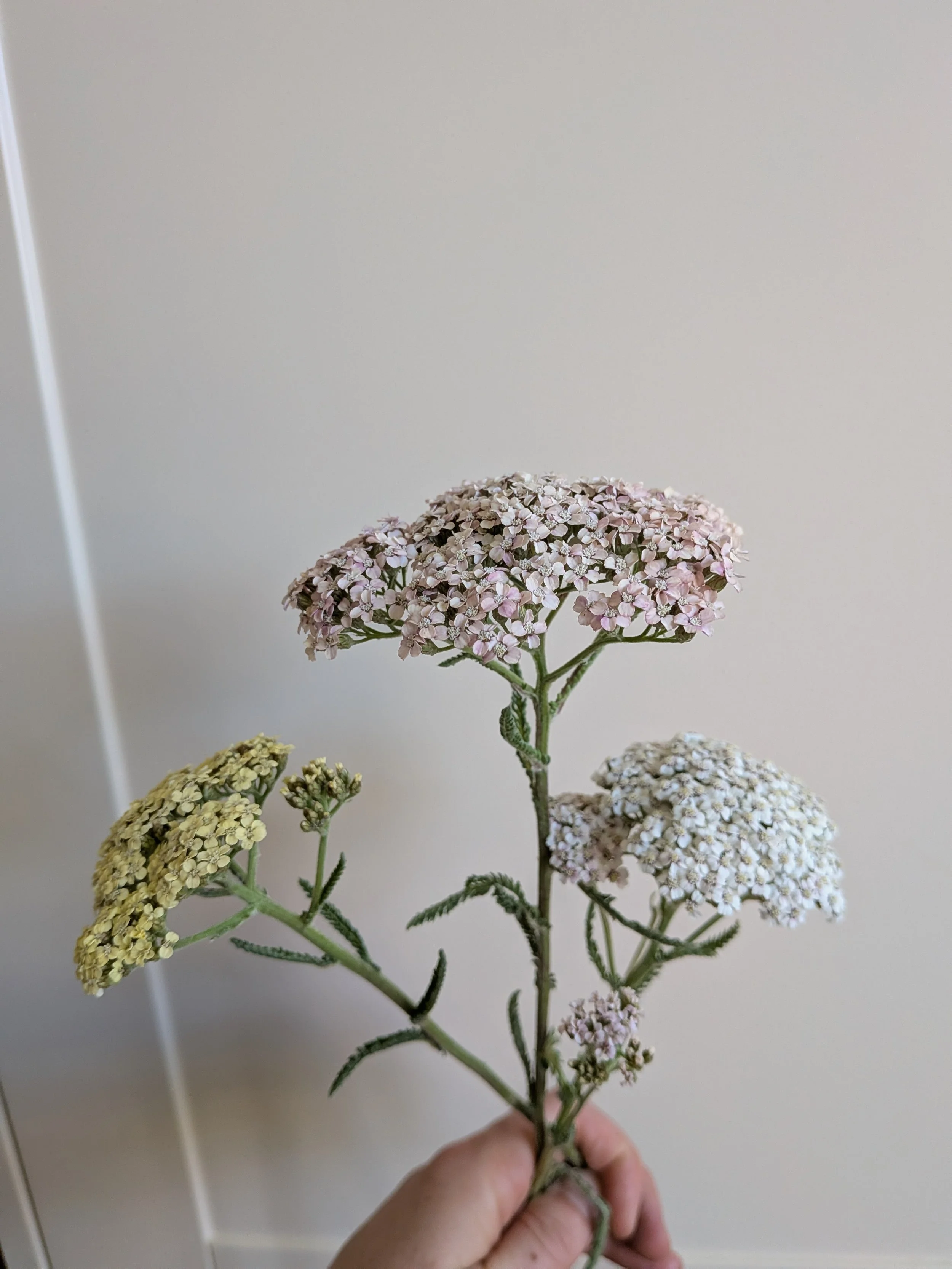 achillea.jpg