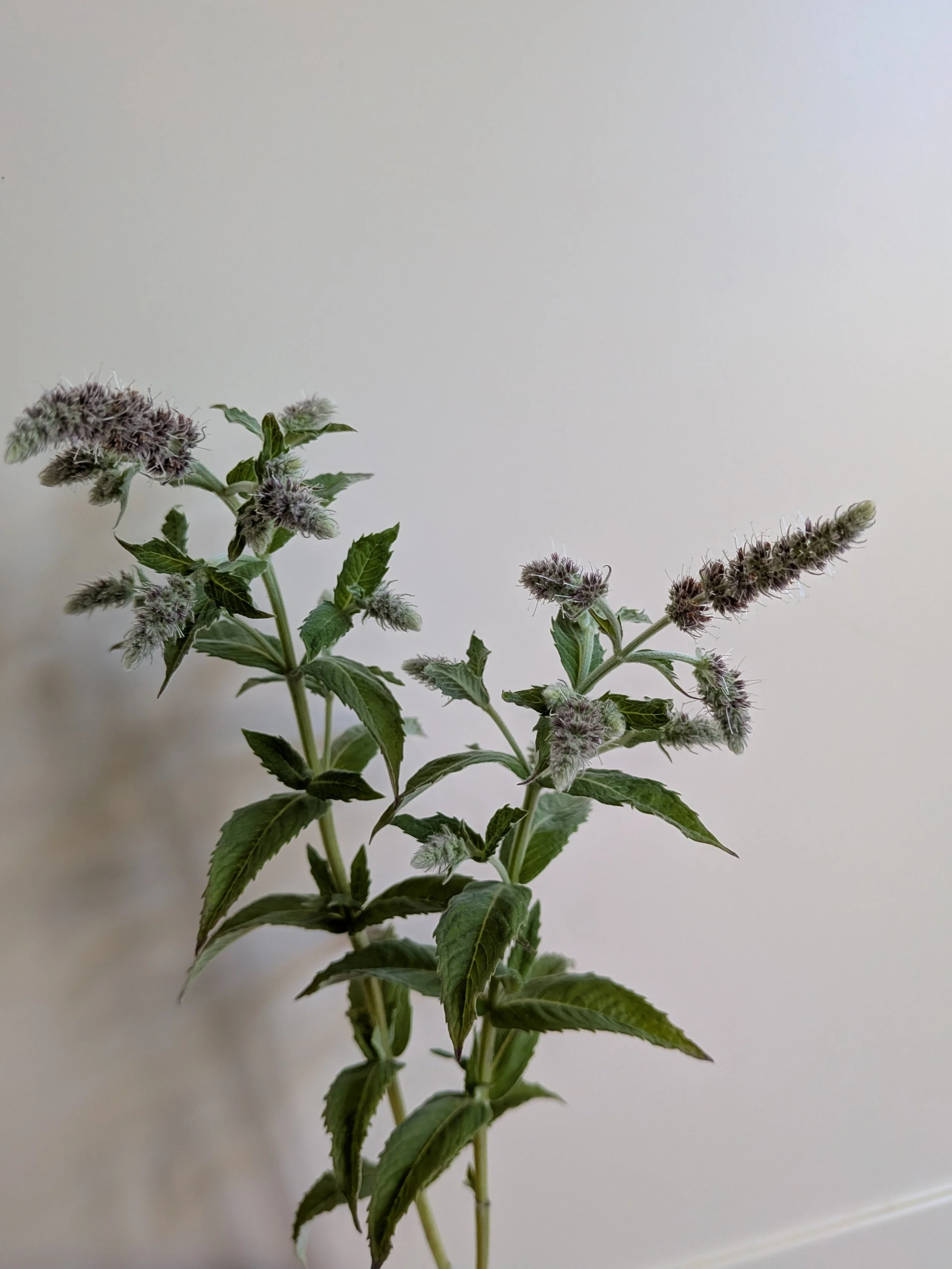 buddleia mint.jpg