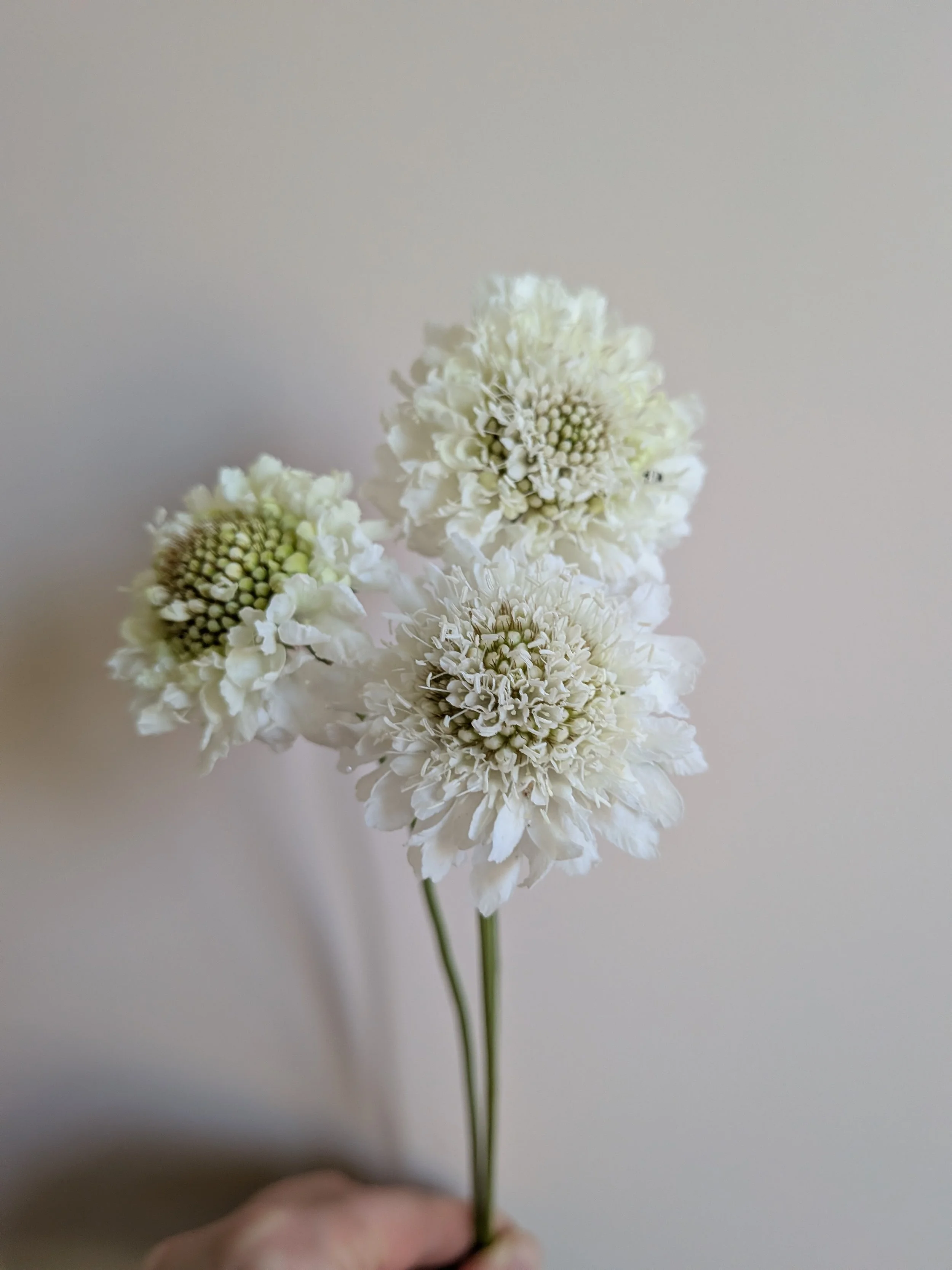 annual scabious.jpg