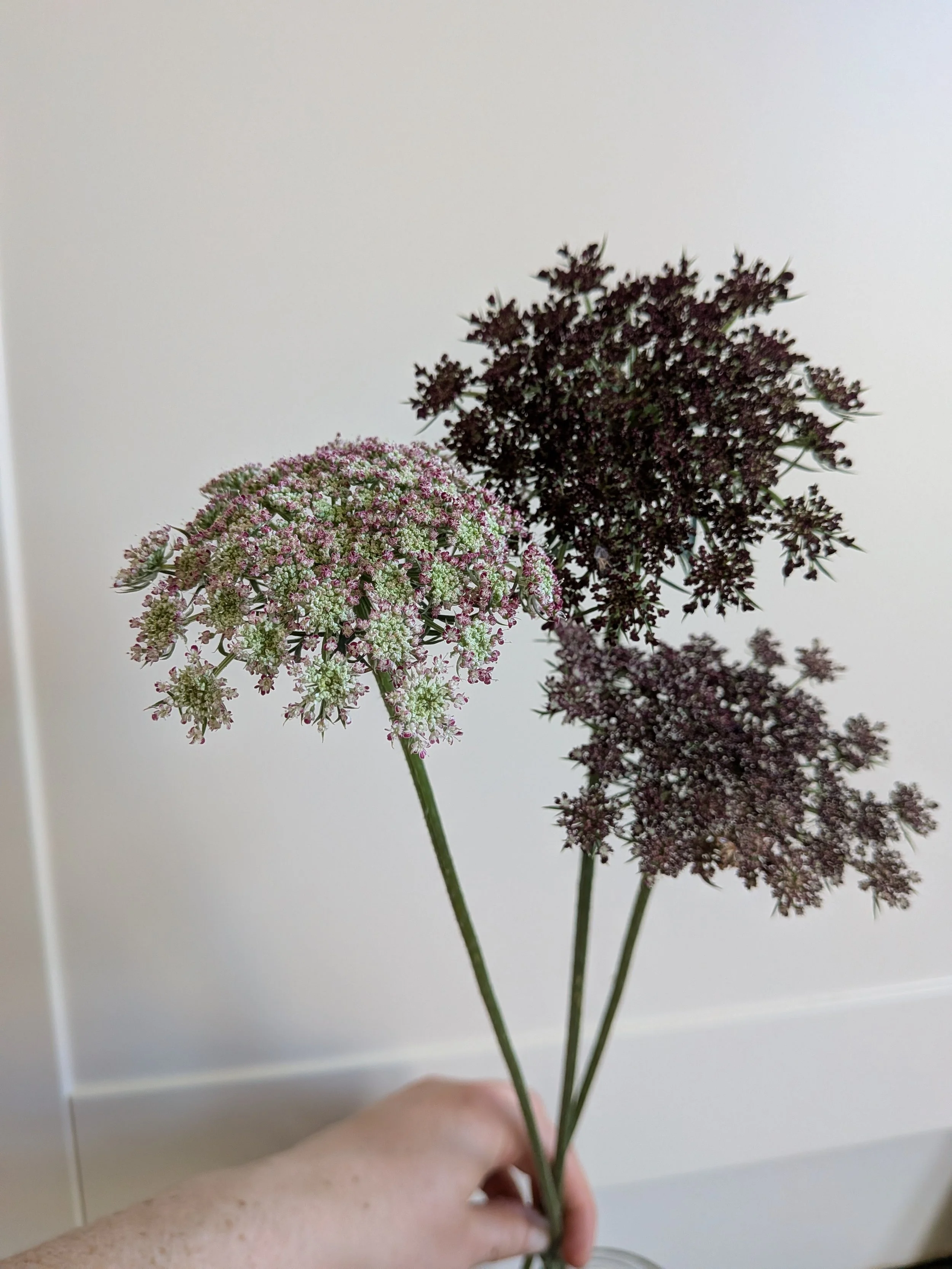 daucus.jpg