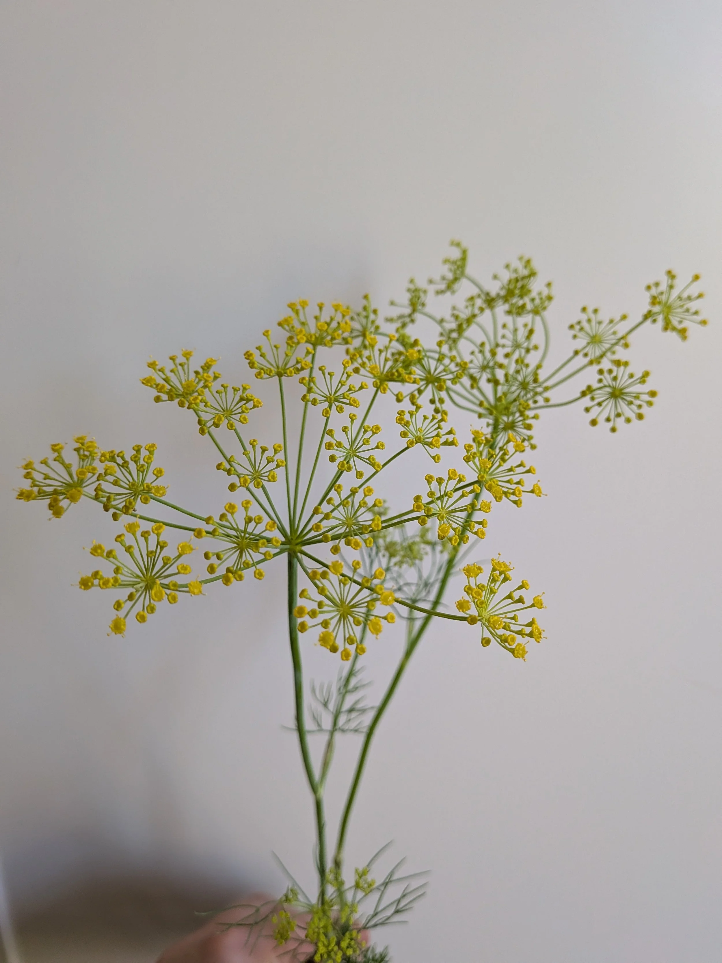 dill.jpg