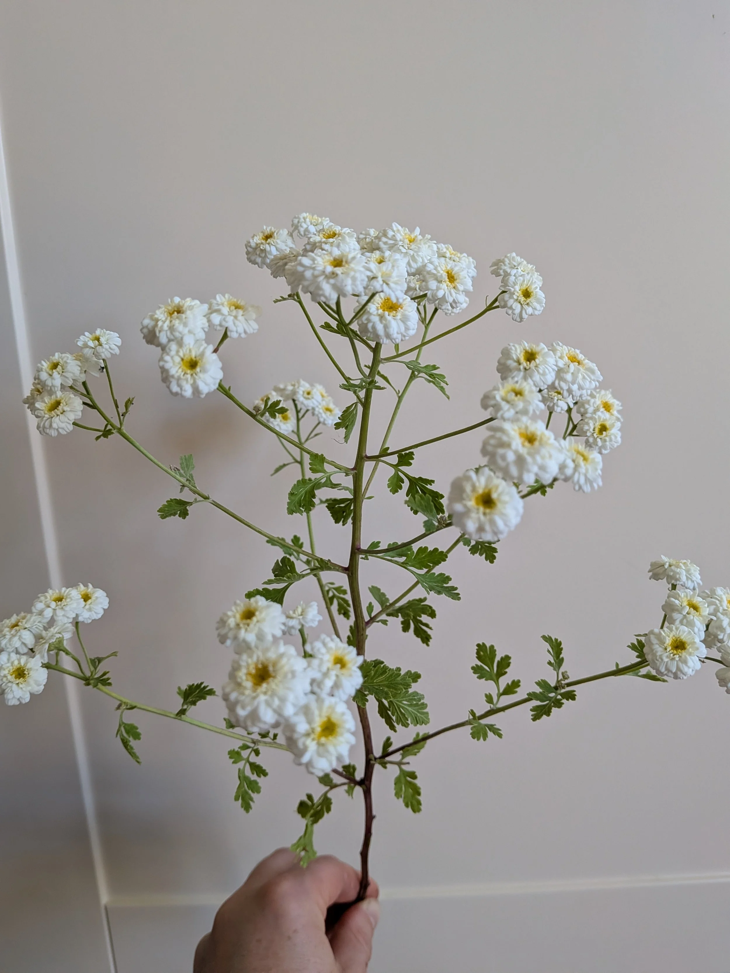 double feverfew.jpg