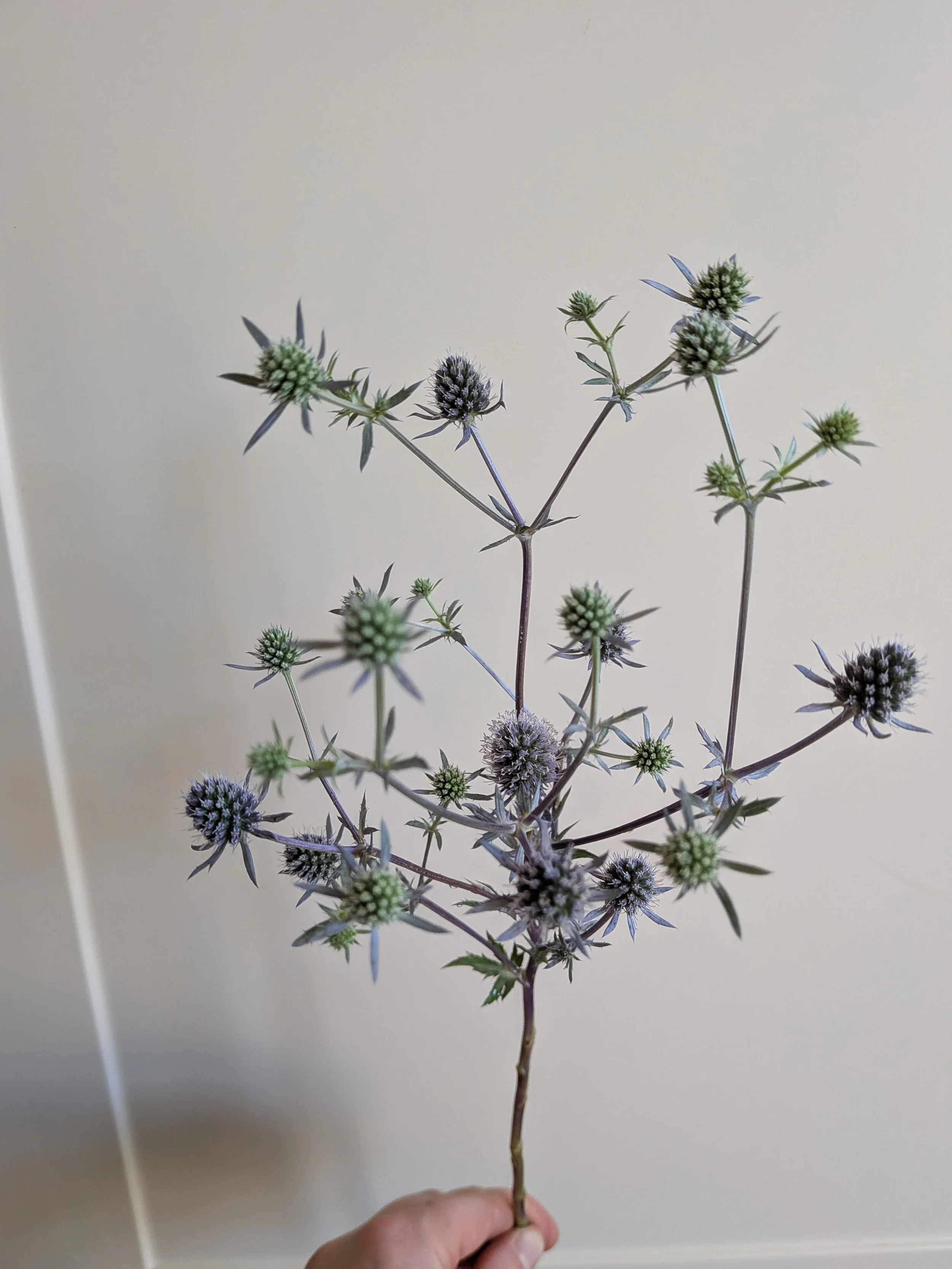 eryngium.jpg