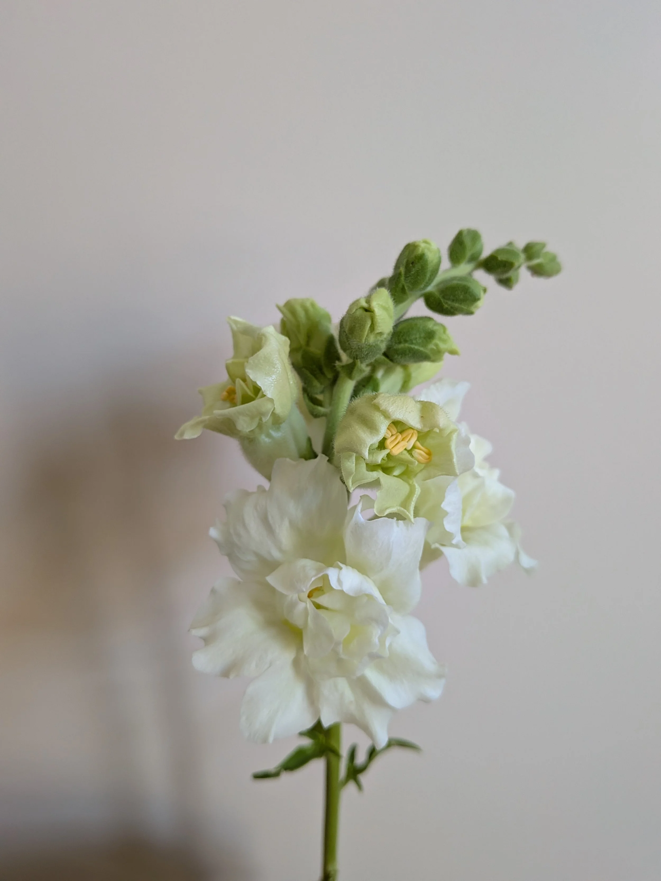 madame butterfly ivory.jpg