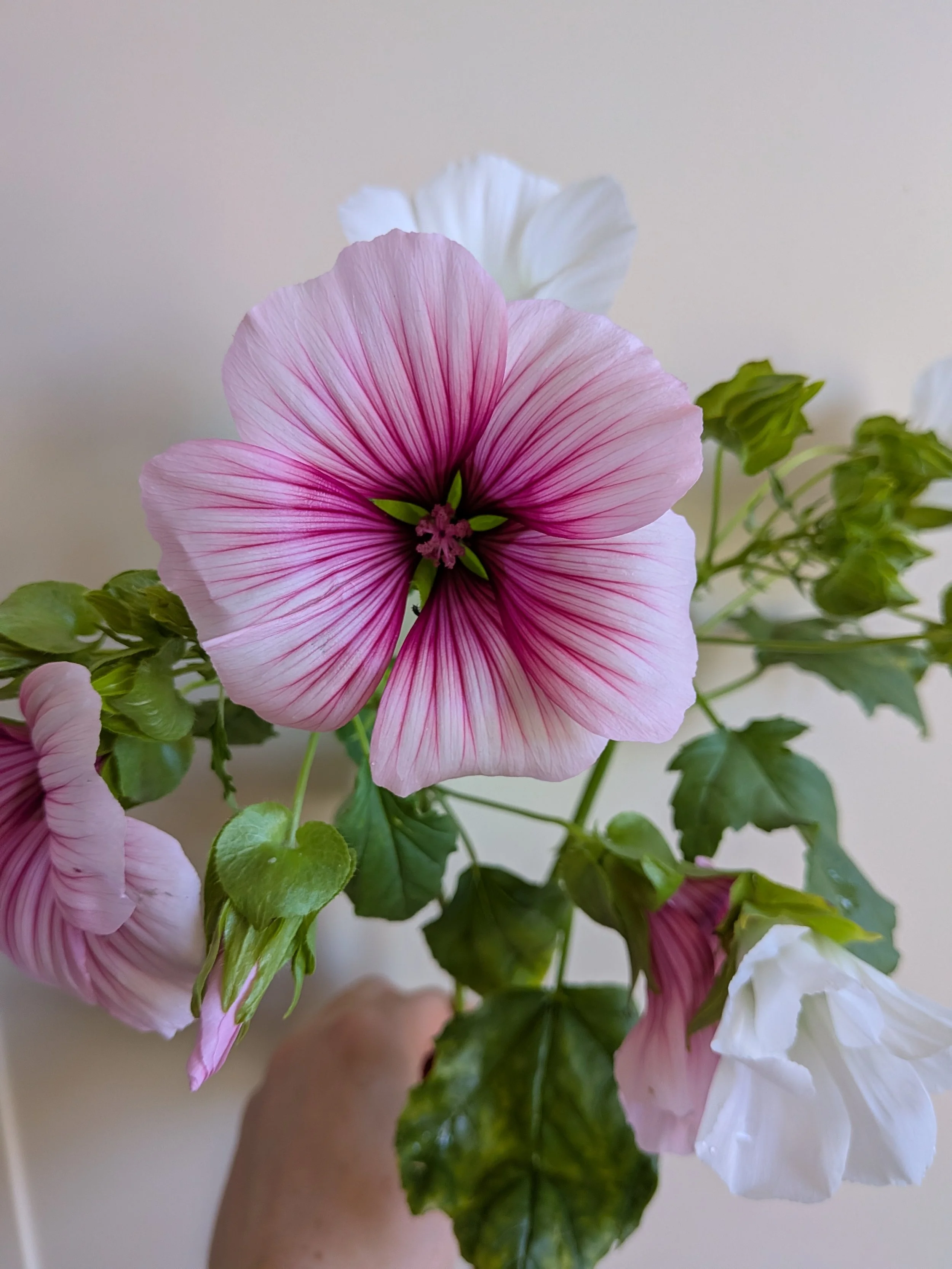malope.jpg