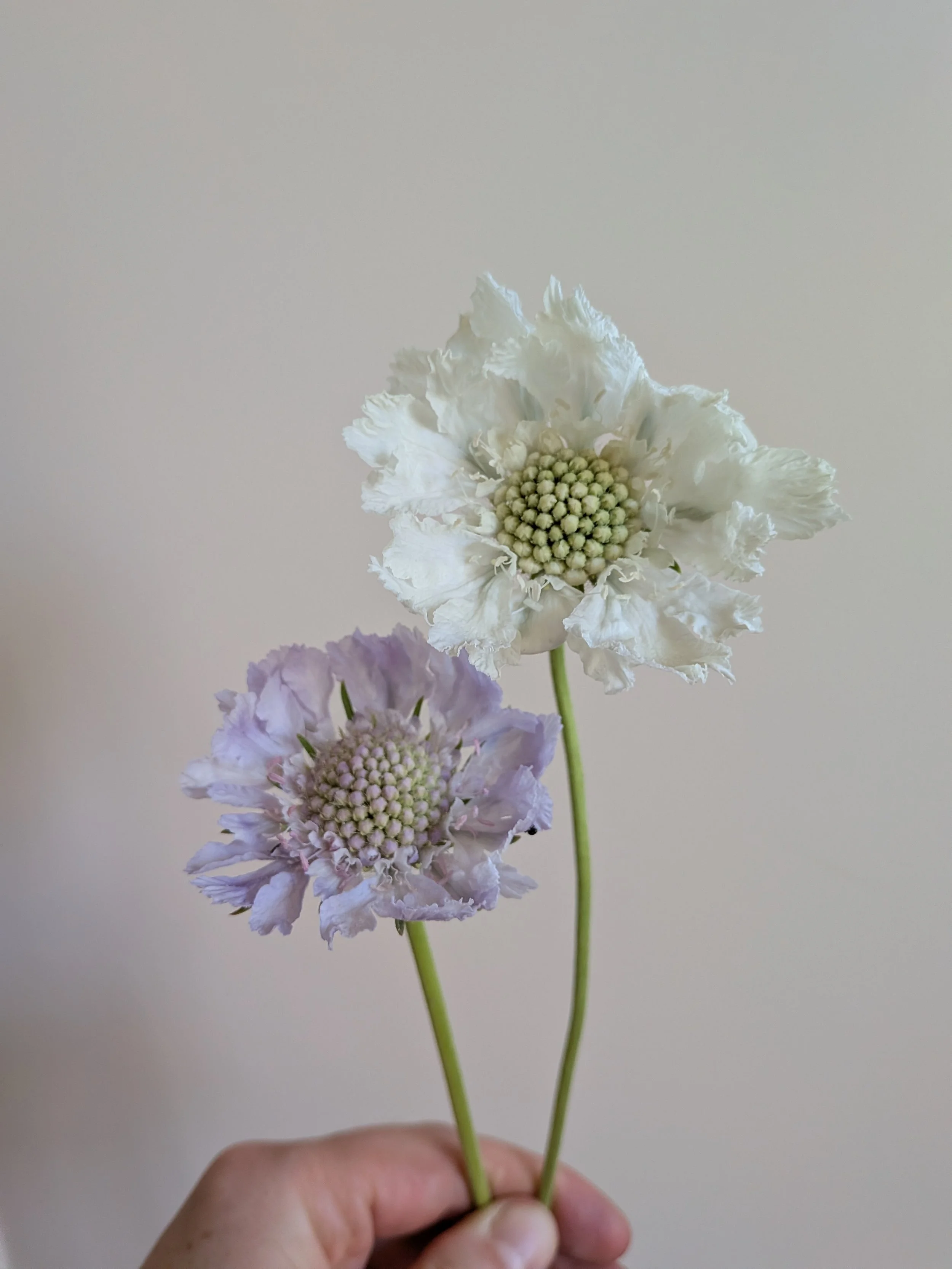 perennial scabious.jpg