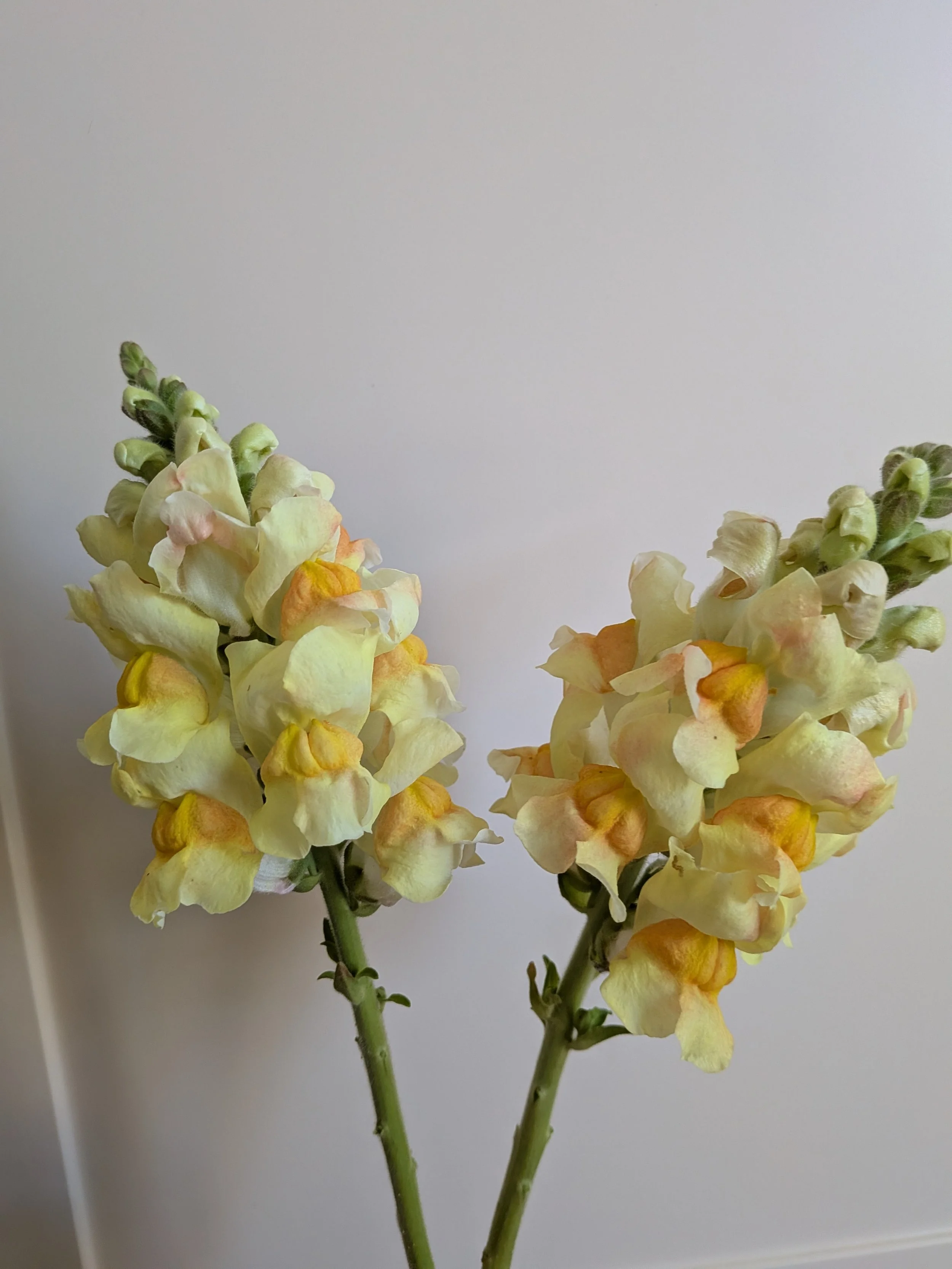 yellow snapdragon.jpg