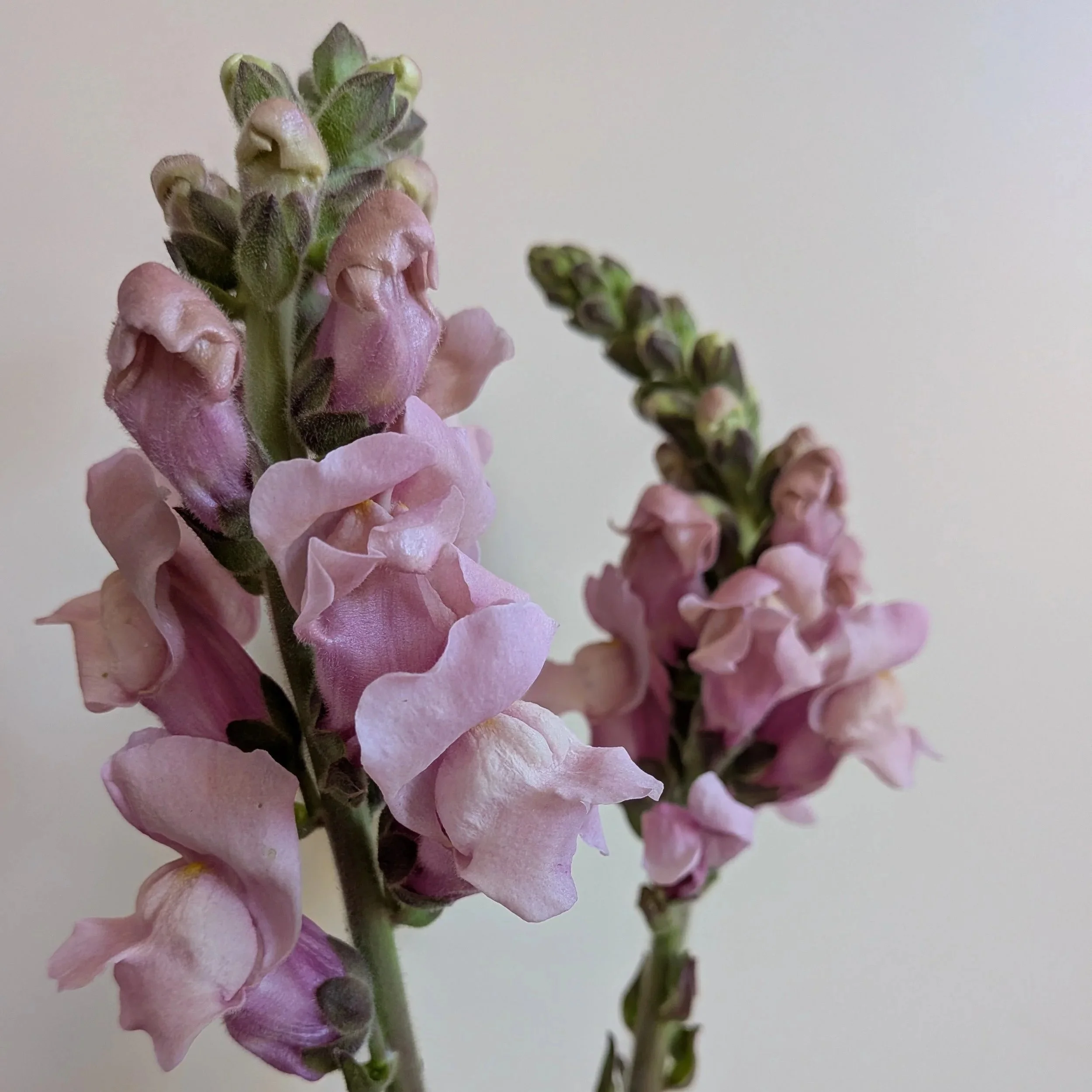 potomac+lavender.jpg