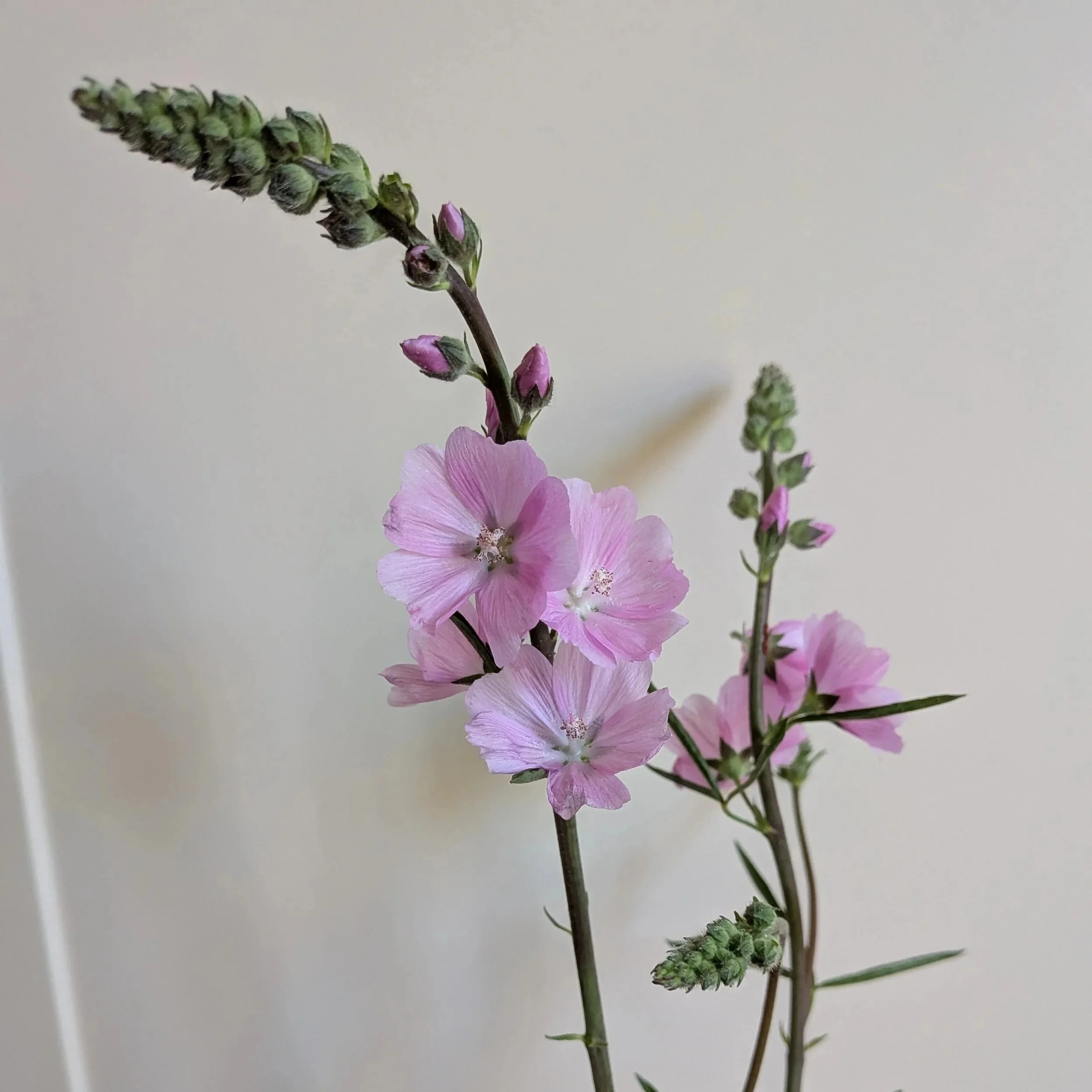 sidalcea.jpg