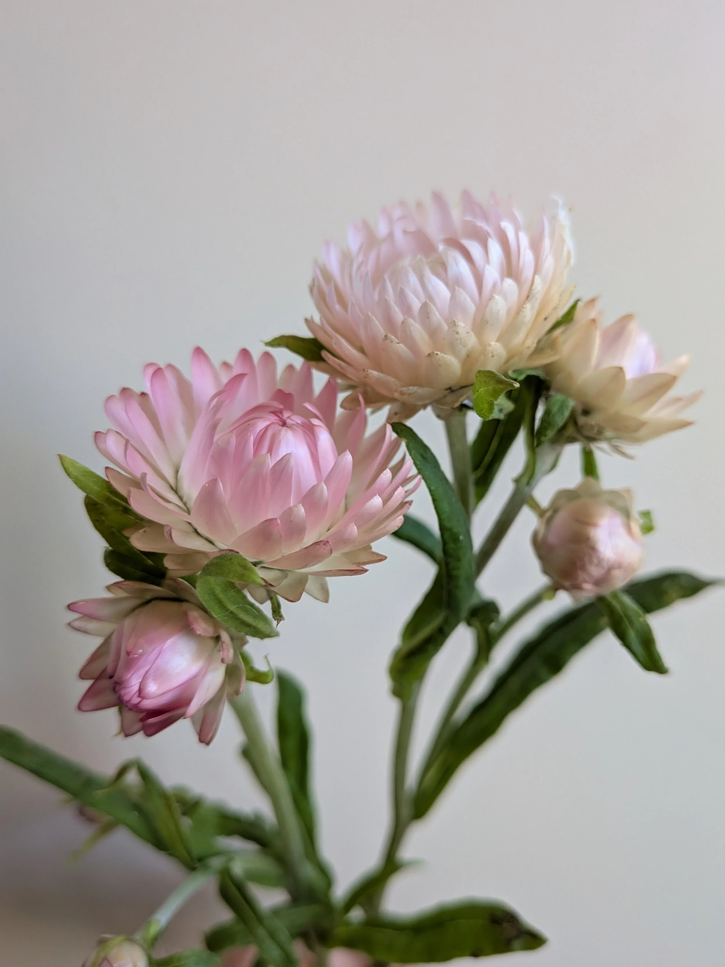 A quick look at what’s gorgeous at the end of June ♥
