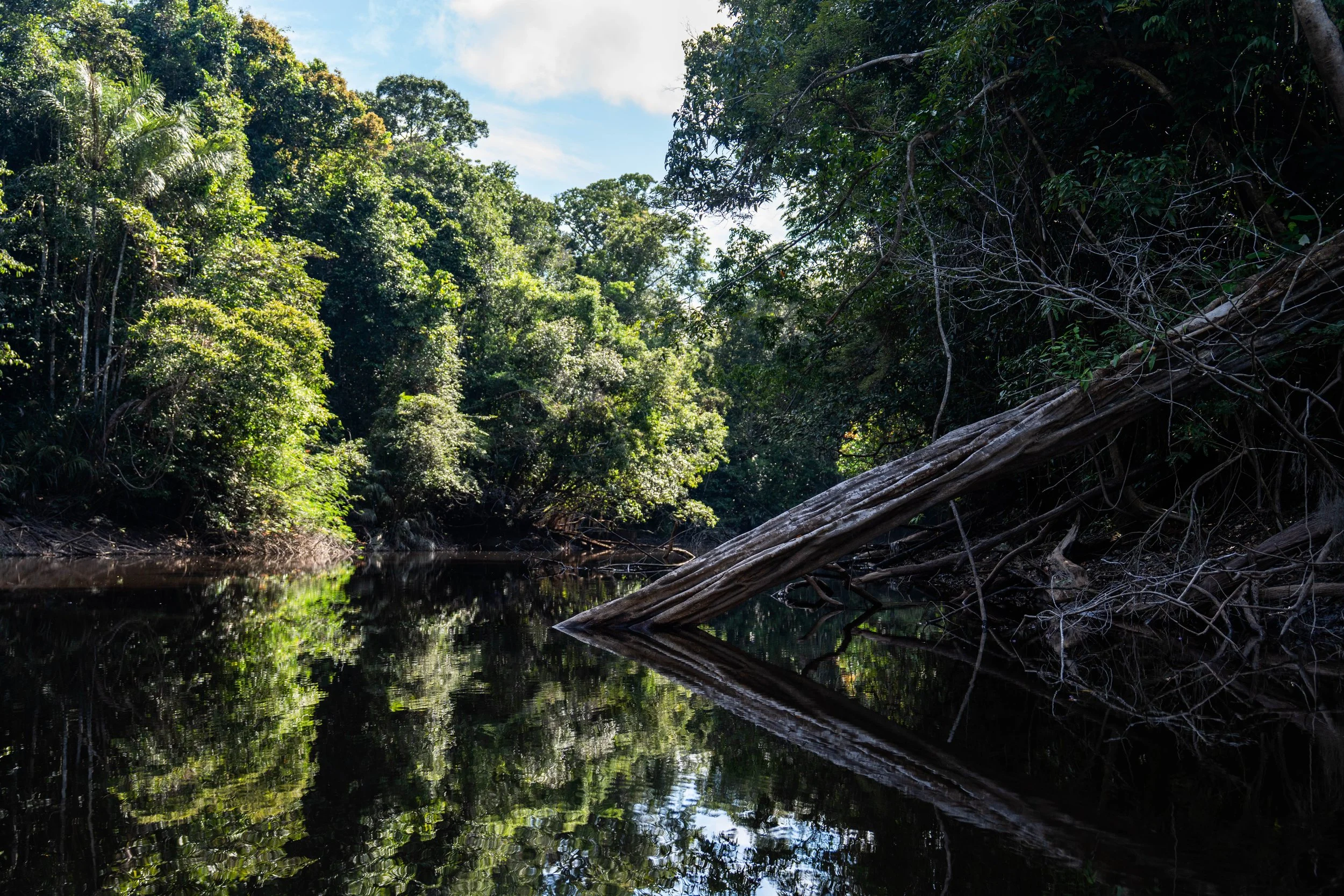Igarapé no Alto Rio Negro, AM, Brasil 2026