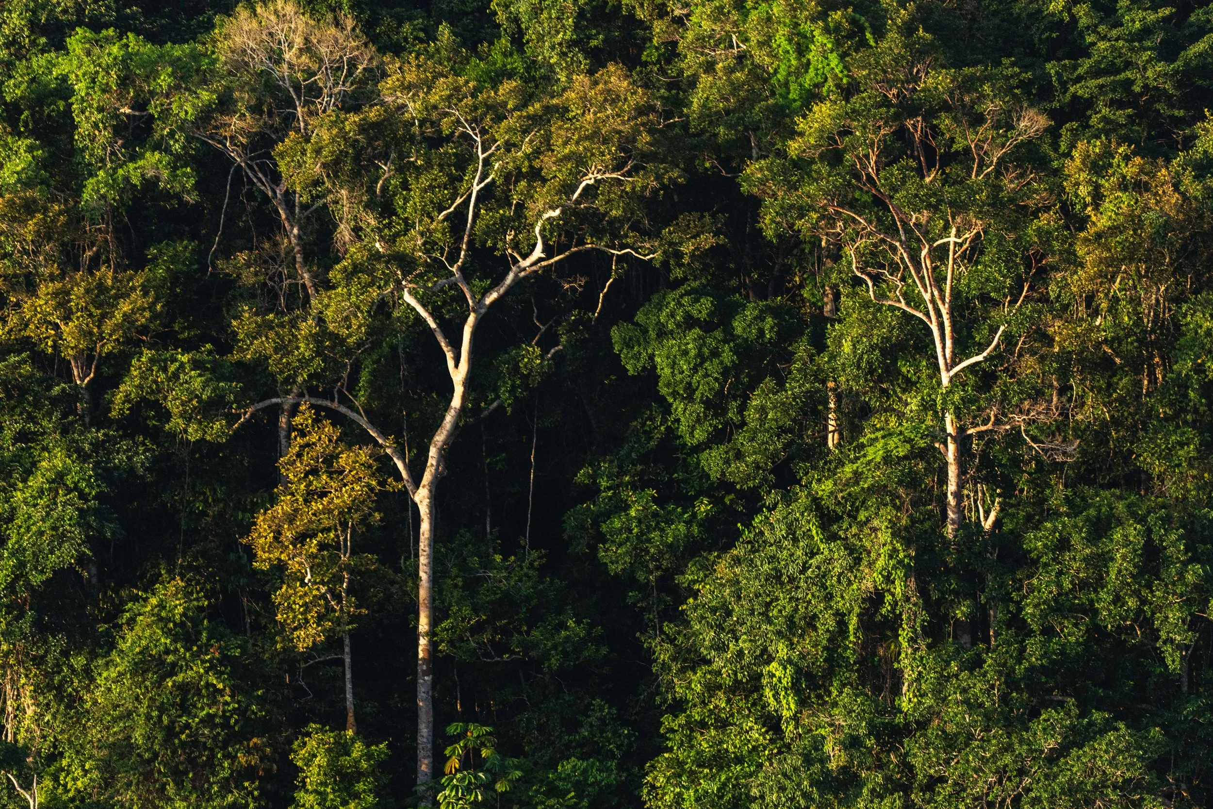 Alto Rio Negro, São Gabriel da Cachoeira, AM, Brasil 2026