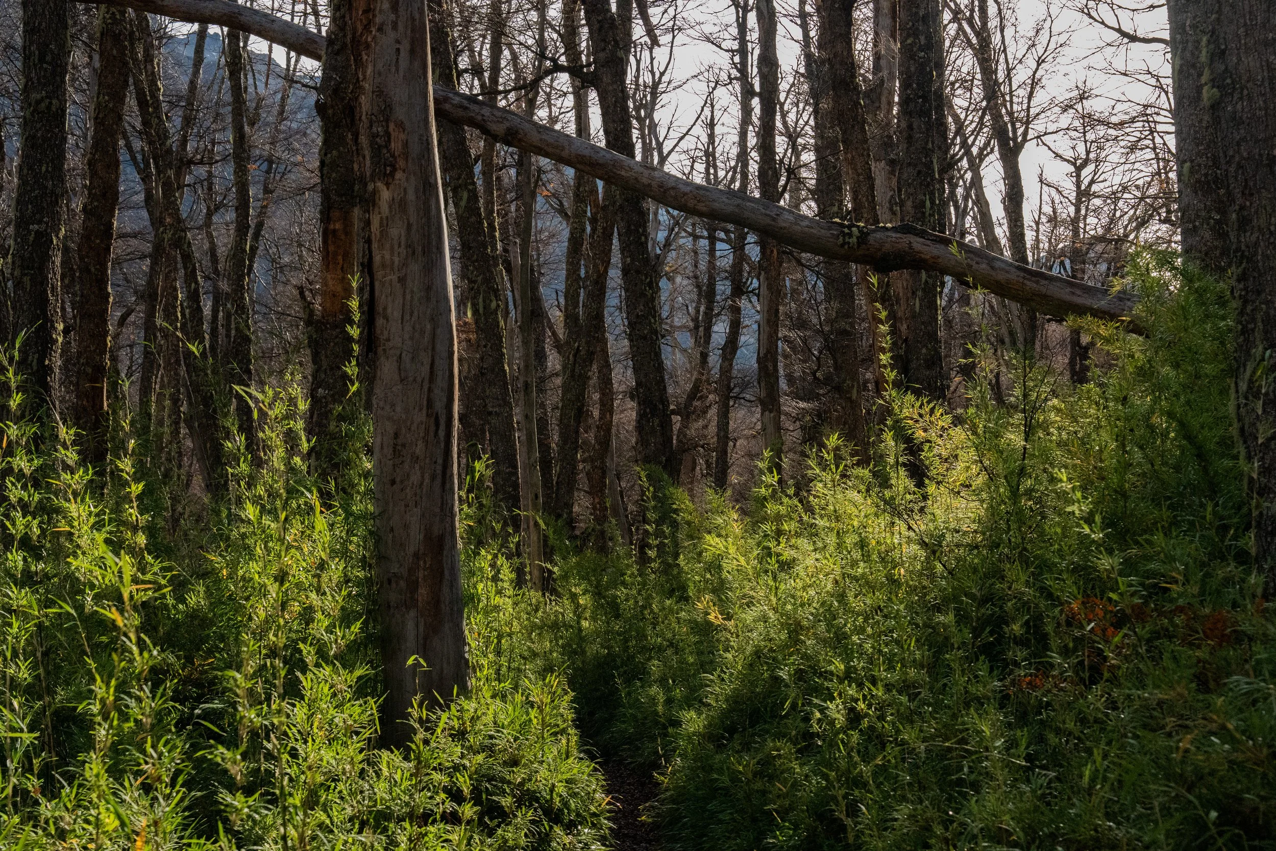 Parque Nacional Nahuel Huapi, Bariloche, AR 2026