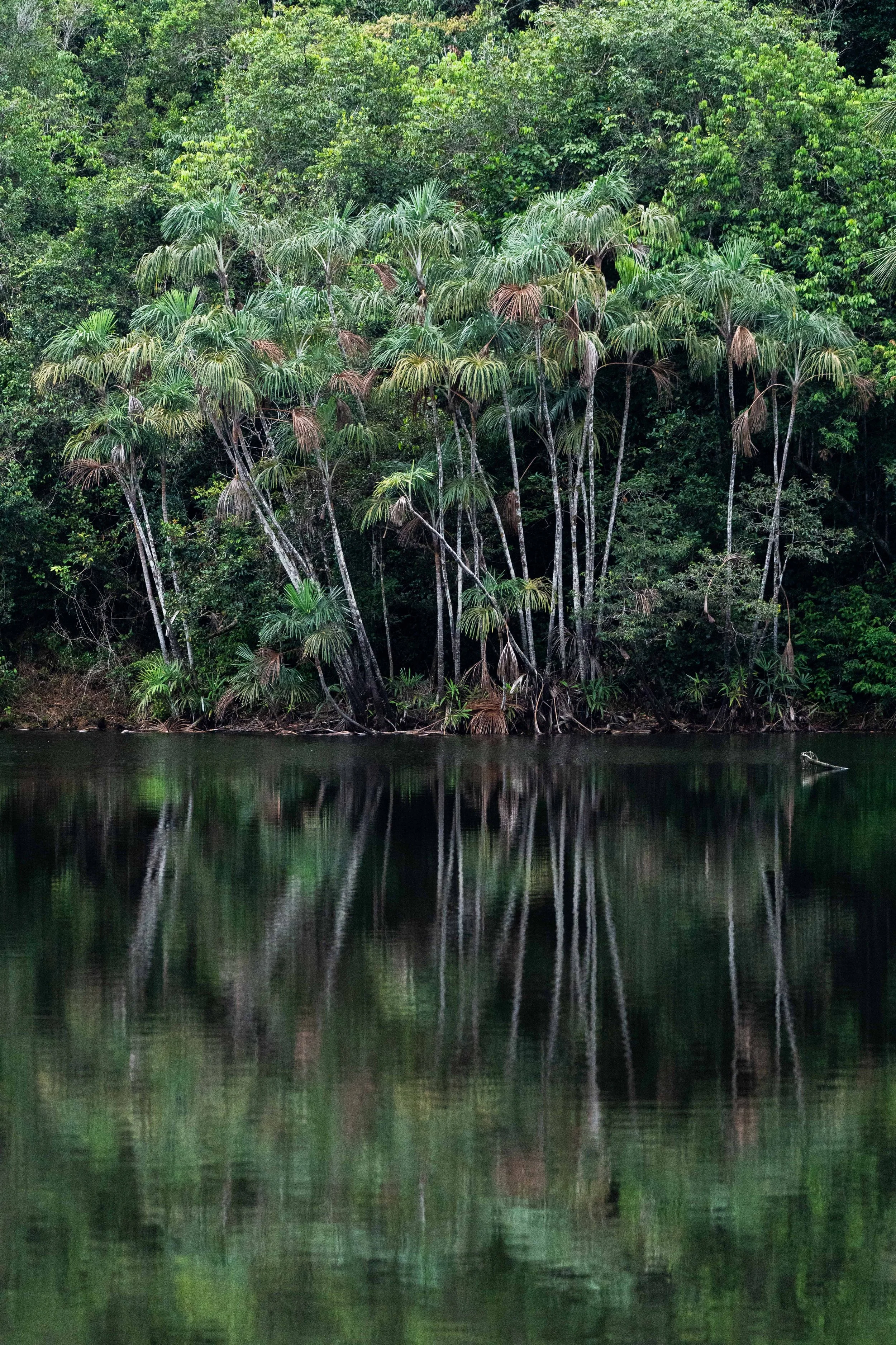Igarapé Yá-Mirim, Parque Nacional do Pico da Neblina, AM, Brasil 2026