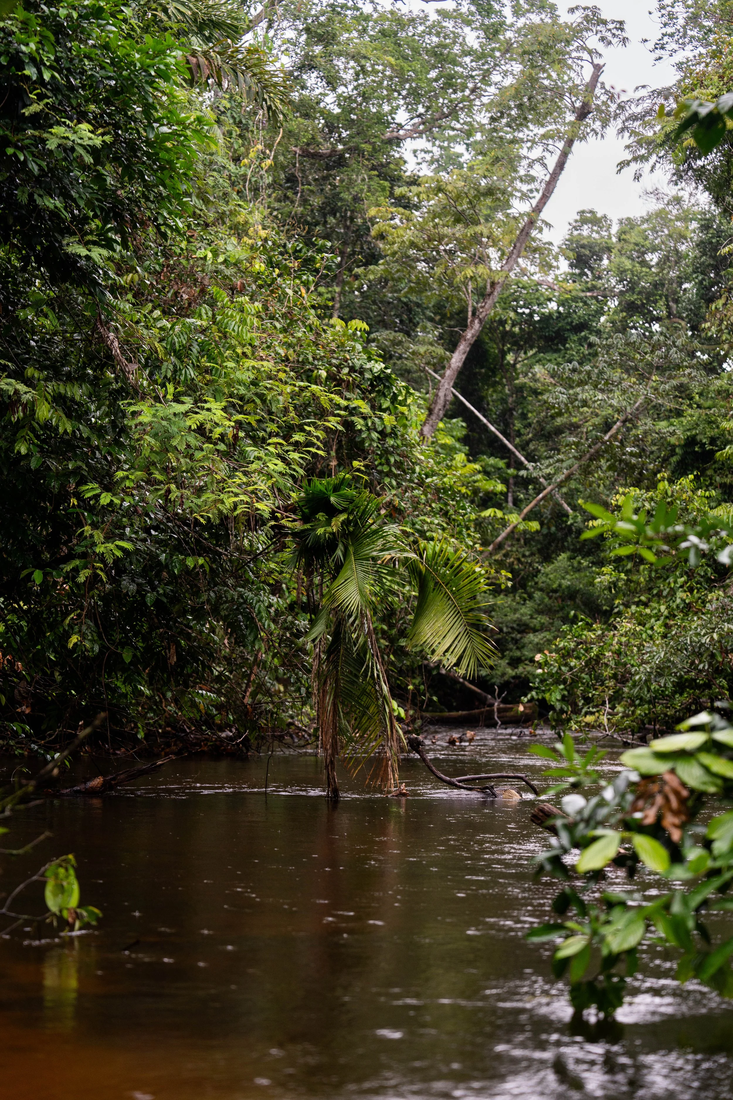 Igarapé Yá-Mirim, Parque Nacional do Pico da Neblina, AM, Brasil 2026