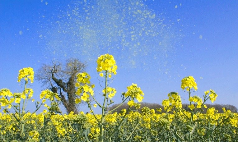 Helping Hayfever
