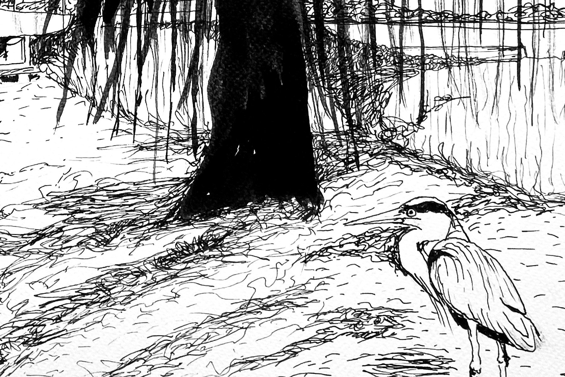 blacktree_3_mianelle.jpg