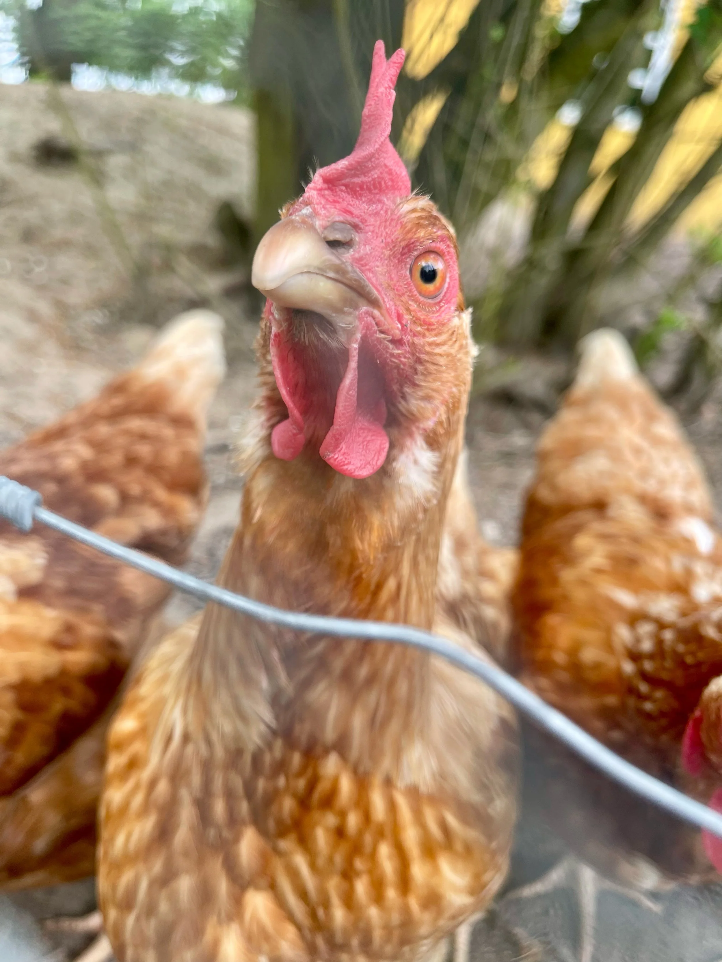 Fresh eggs in the morning