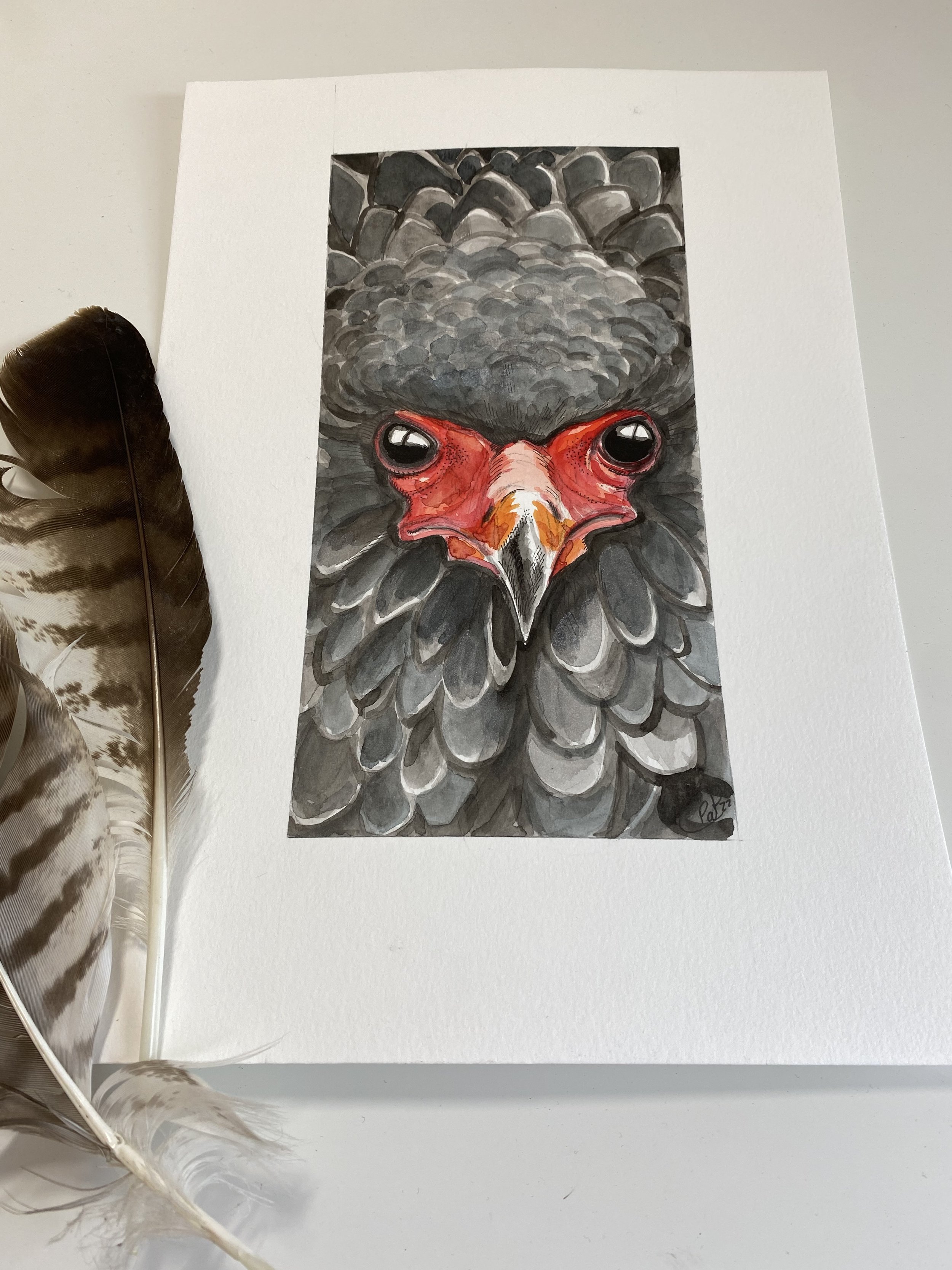 Aigle Bateleur