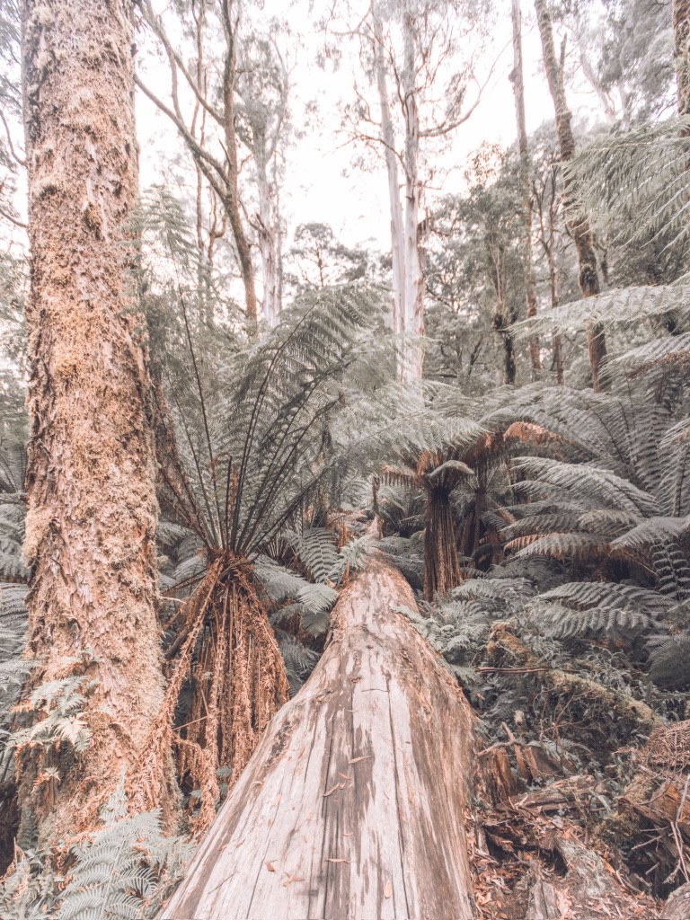 Rainforests, Great Otway National Park