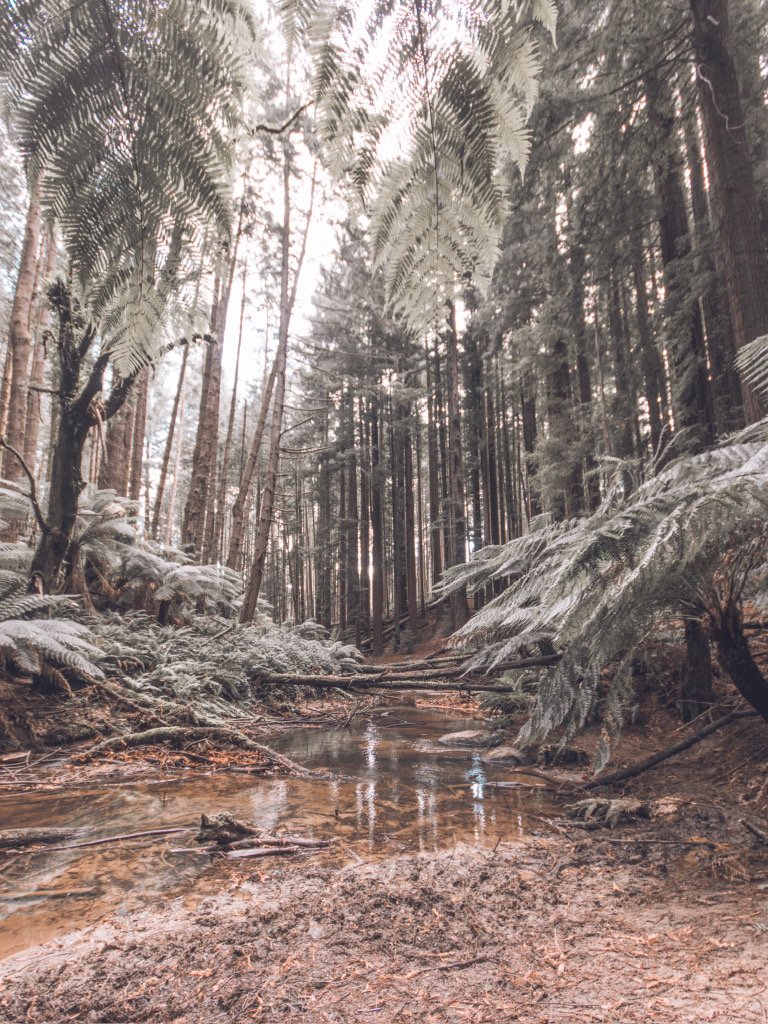 Great Otway National Park