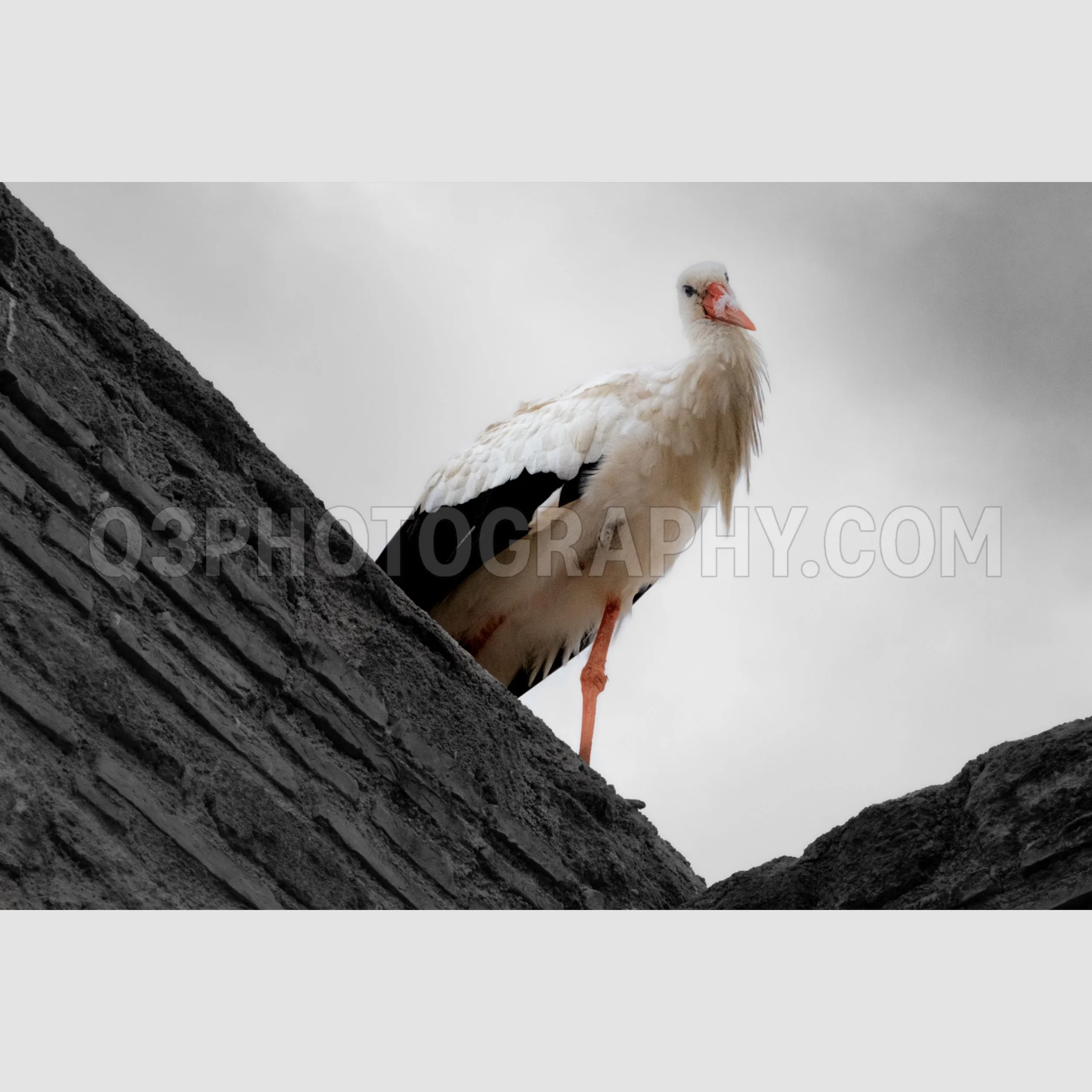Stork - Chellah, Rabat, Morocco