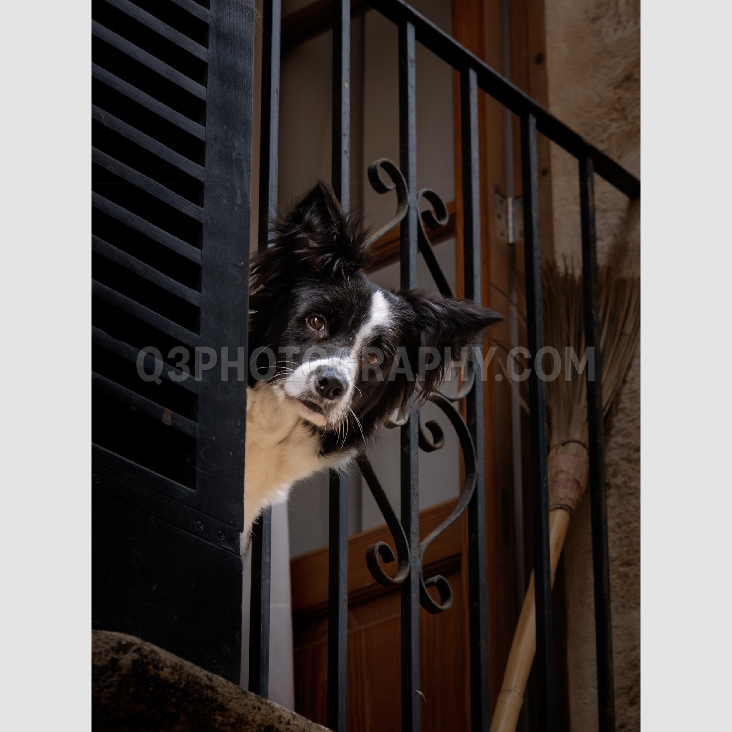 Inquisitive Dog - Palma, Mallorca, Spain
