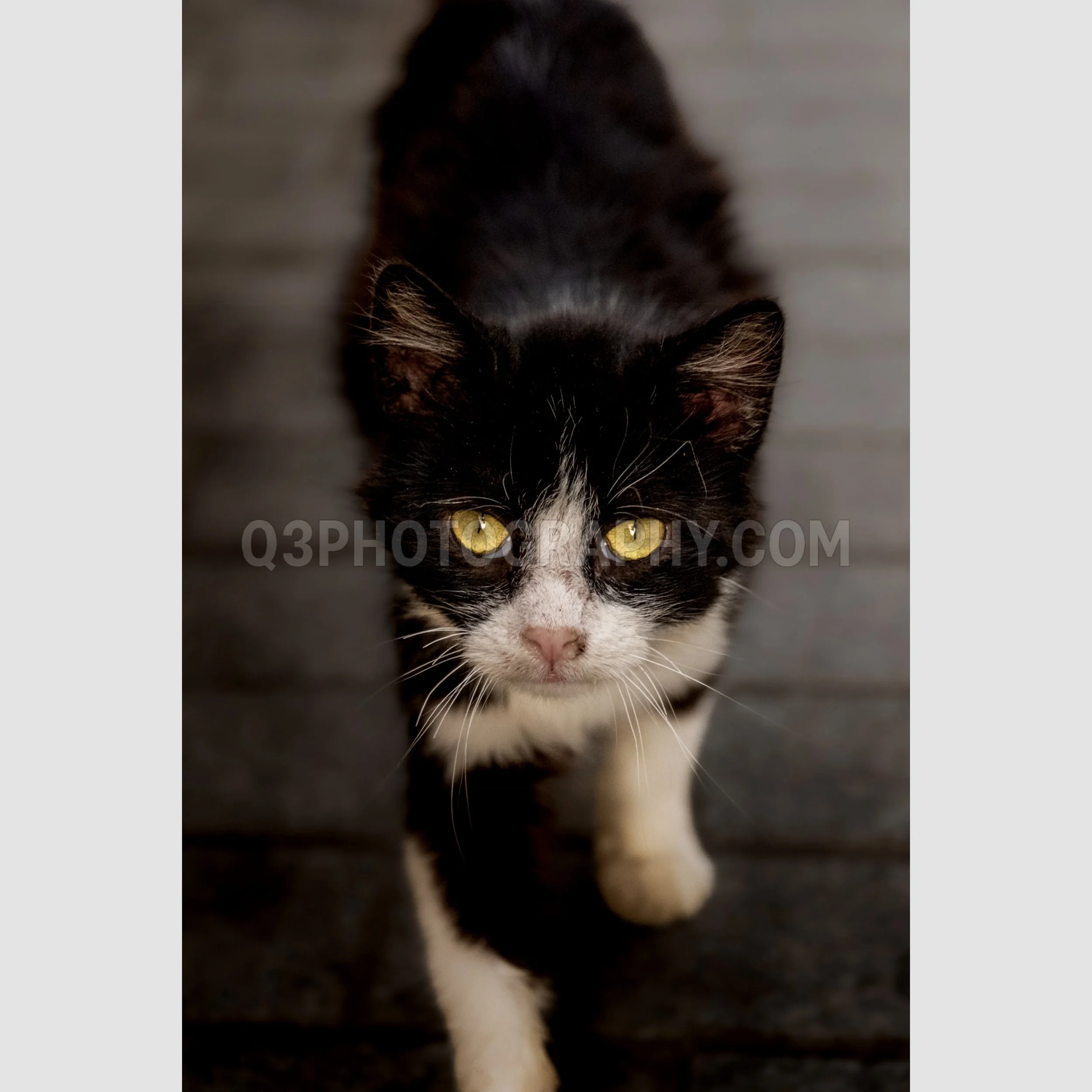 Stalking Cat - Rabat, Morocco