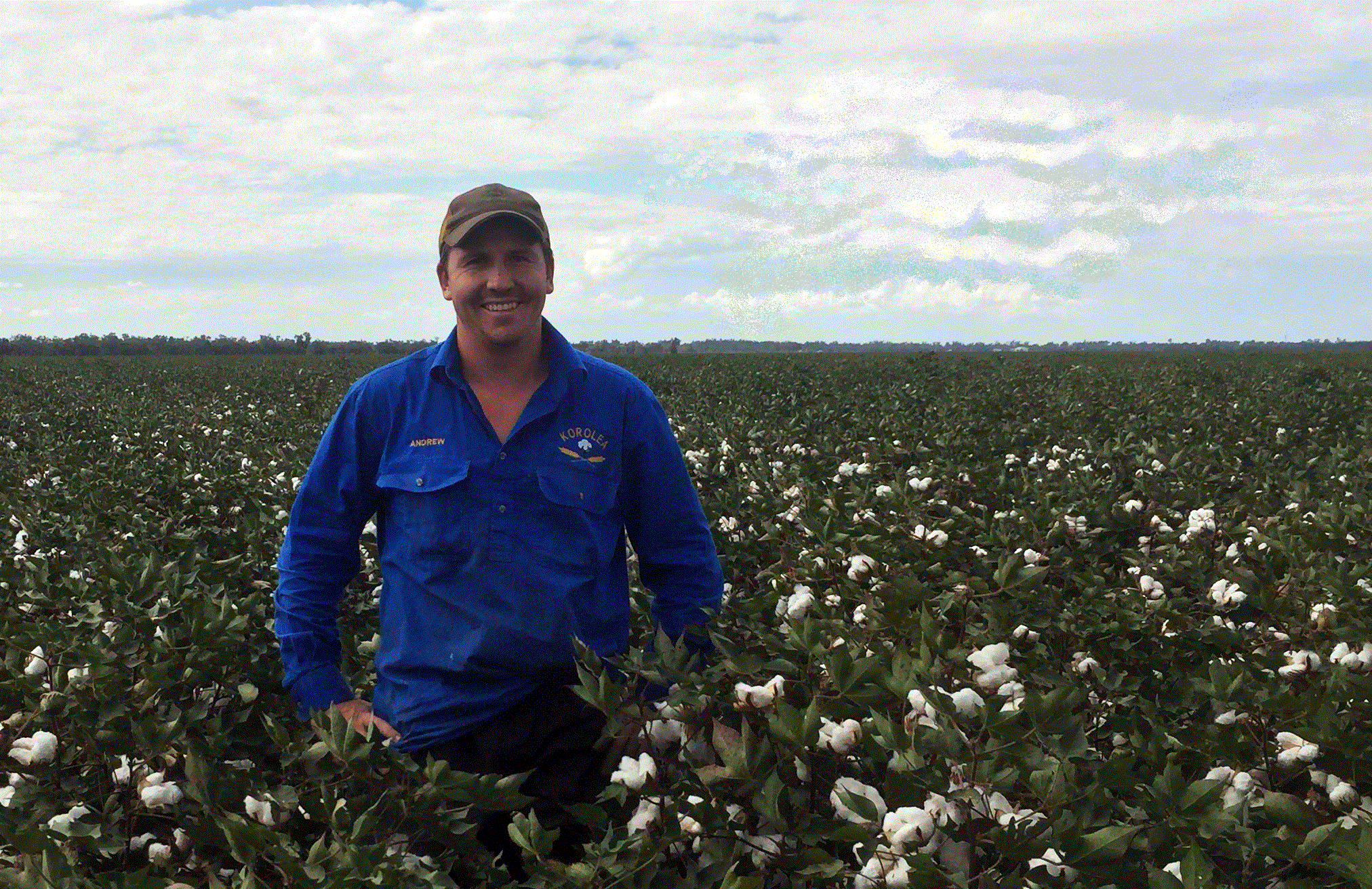 Andrew-Newell in cotton field.gif