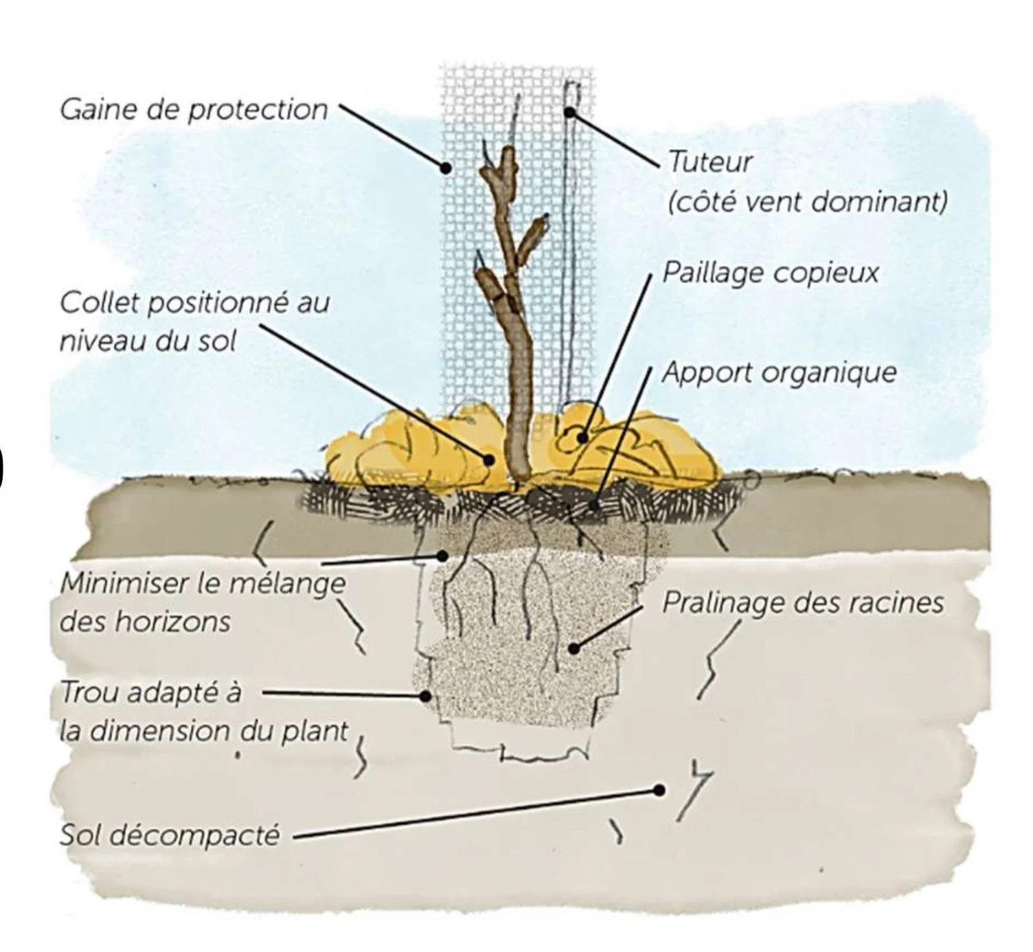 Schéma illustrant l'installation d'une plante avec ses racines dans le sol, montrant la protection, le tuteur, le paillage, la couche organique, la méthode pour minimiser le mélange des horizons, un trou adapté, et le sol décompacté.
