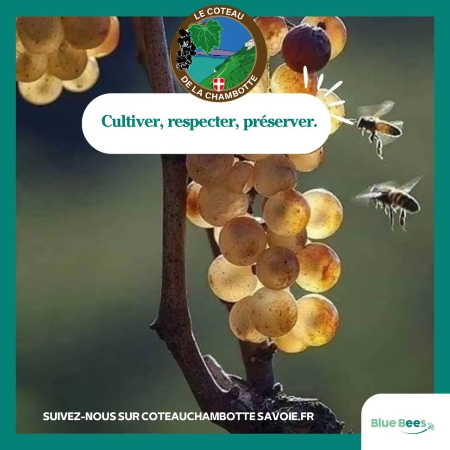R&eacute;habiliter la Chambotte, ce n'est pas seulement planter des vignes et des plantes aromatiques. 🦋

C'est aussi restaurer les murets en pierres s&egrave;ches qui abritent la faune locale, pratiquer une agriculture raisonn&eacute;e et pr&eacute