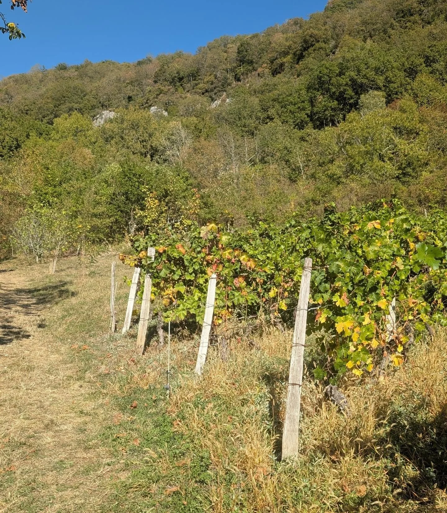 Un jour, la vigne rena&icirc;tra sur le Coteau de la Chambotte aussi.☀️

Regarder ces parcelles de vigne un peu plus loin, c'est imaginer ce que le Coteau de la Chambotte redeviendra bient&ocirc;t&hellip; 🍇🌱

​Sur ce terroir magnifique, l'histoire 
