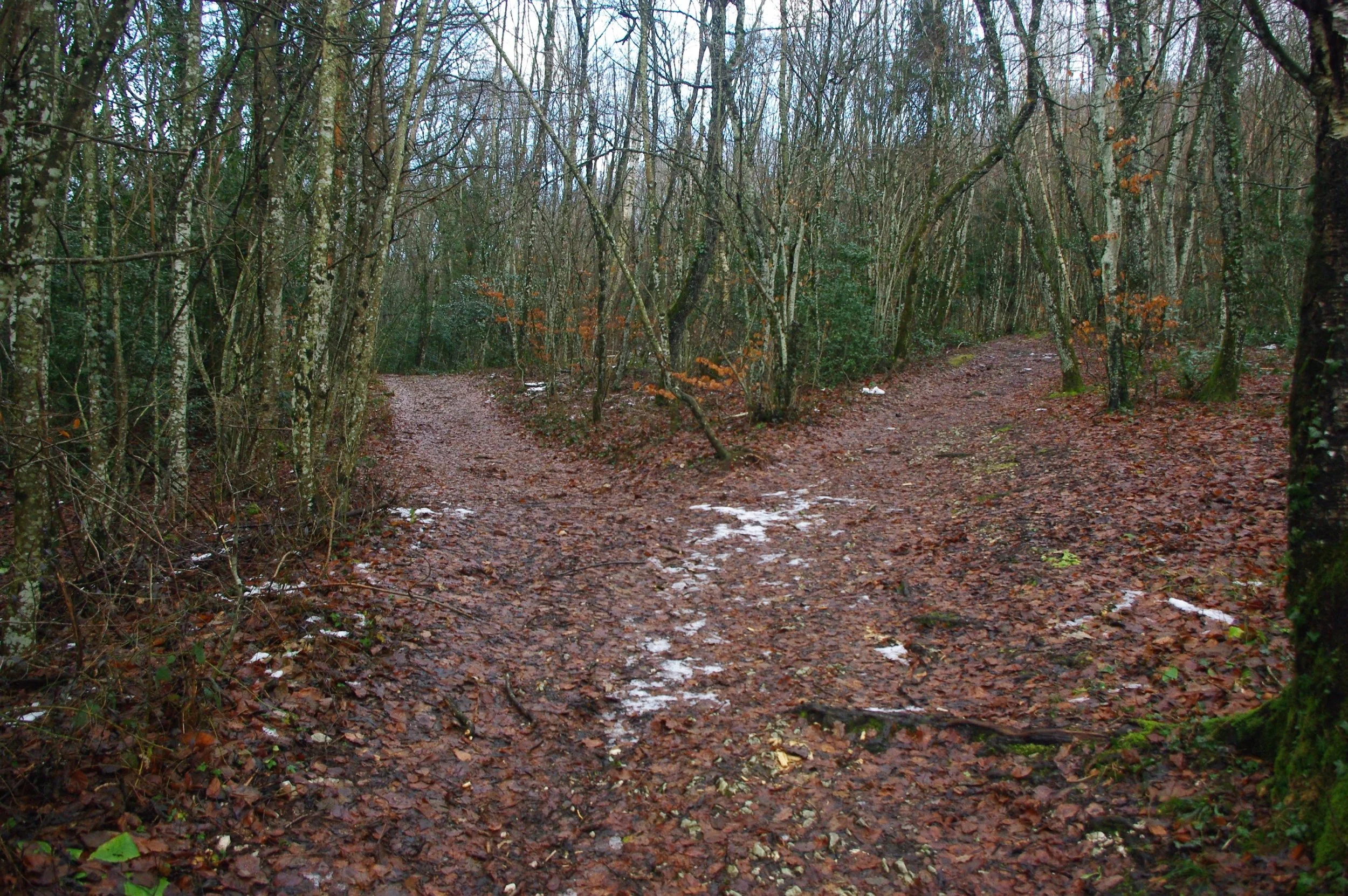 Chemin dans la forêt du Coteau de la Chambotte