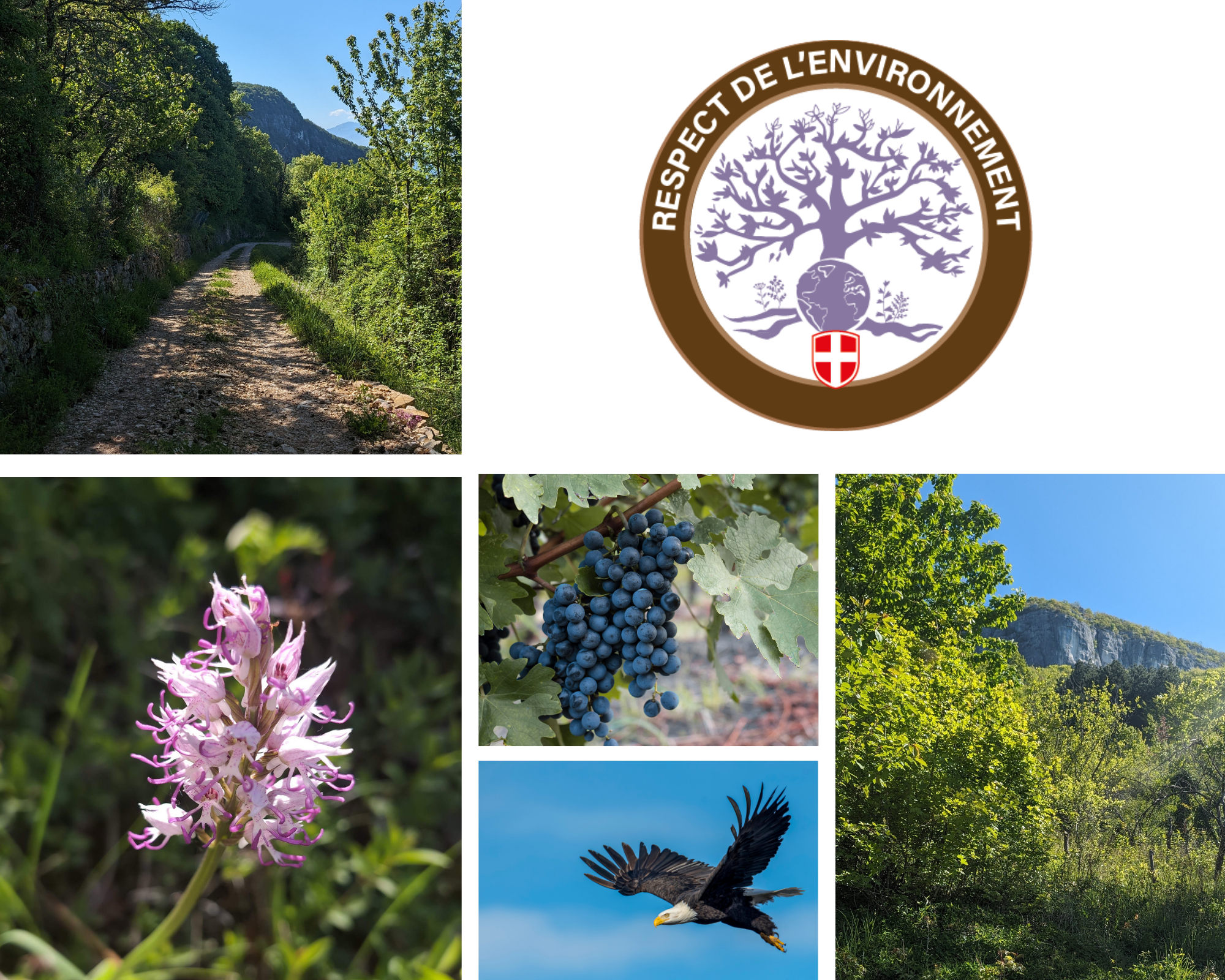 Respect de l'environnement et préservation de la biodiversité