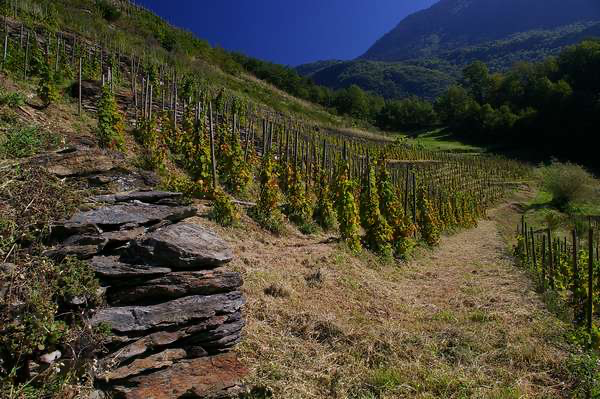 Vignes cultivées en rangs sur une pente dans un paysage montagneux.