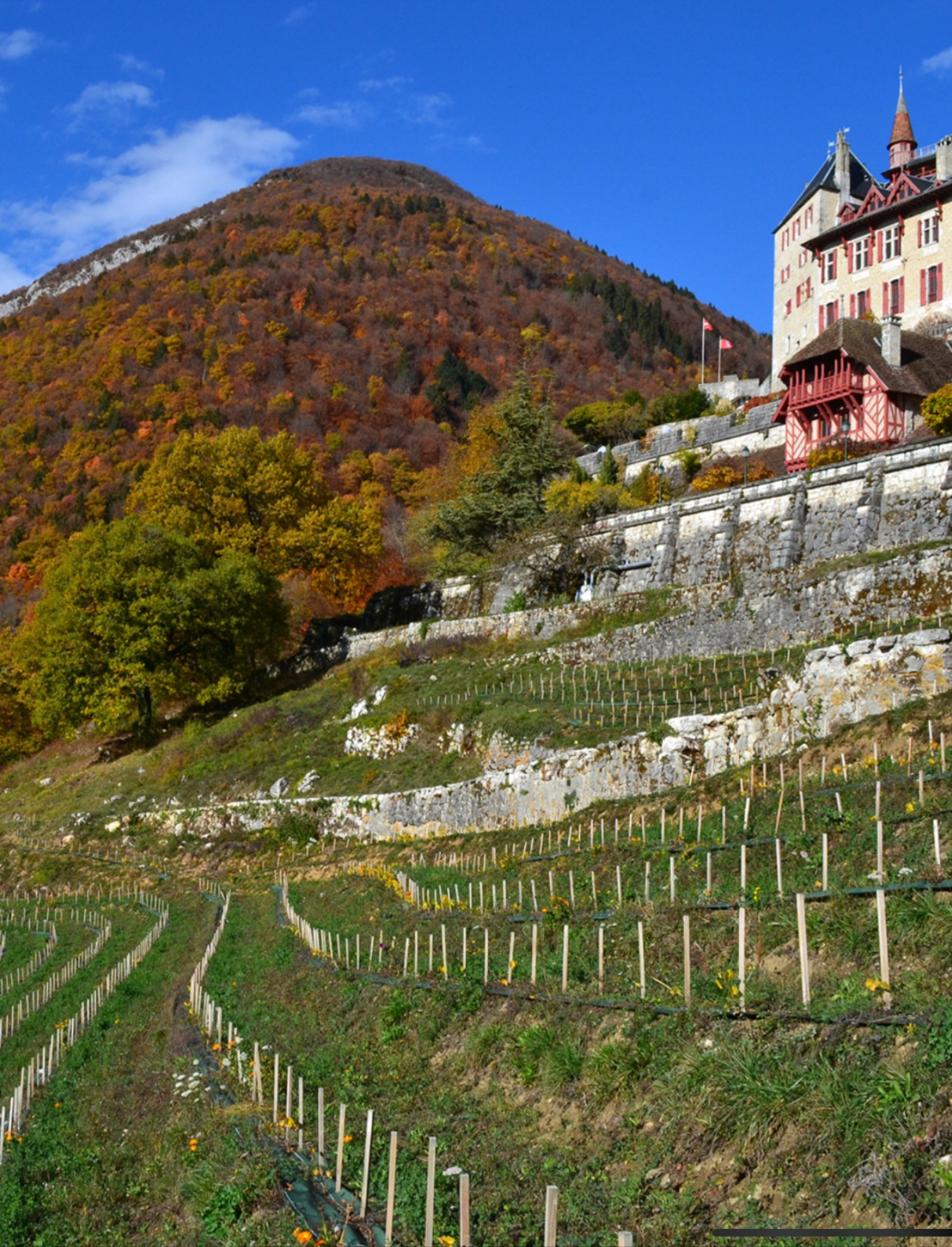 Château situé sur une colline escarpée avec des vignes en terrasses en dessous, arbres aux couleurs automnales et sommet de montagne en arrière-plan. Ciel bleu avec quelques nuages. Menthon Saint Bernard, Haute Savoie.